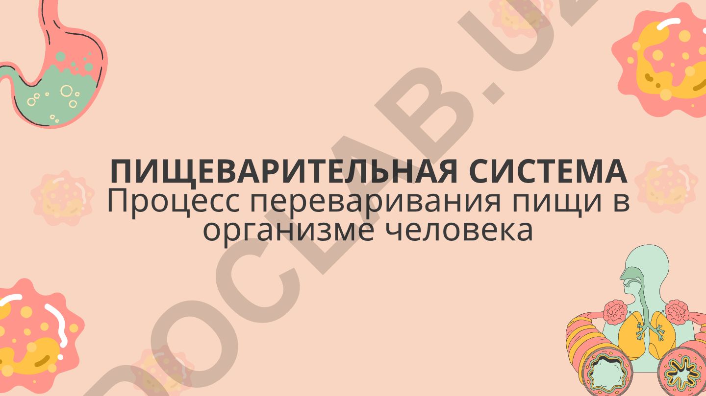 Пищеварительная система человека и процесс переваривания пищи