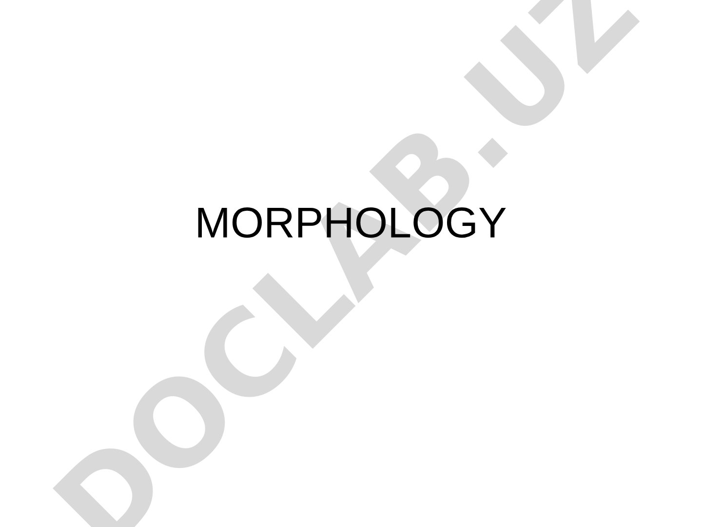 Morphology as a Part of Grammar