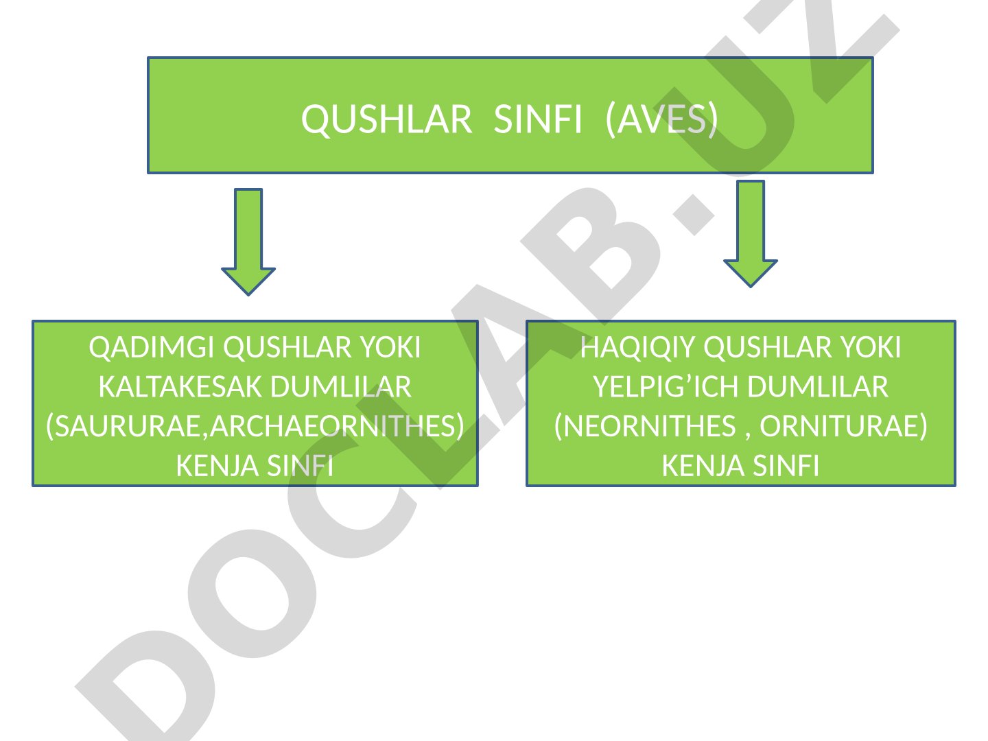 Qushlar sinfi va ularning kenja sinflari