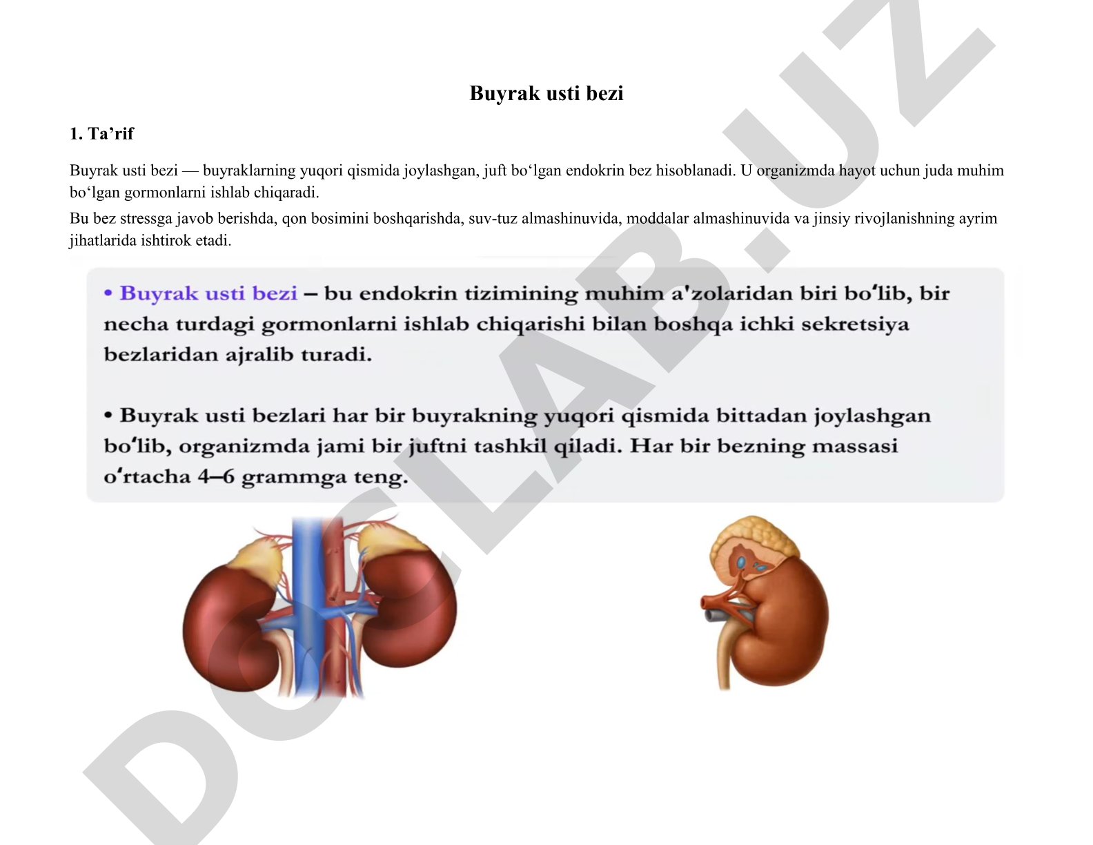 Buyrak usti bezining joylashuvi, tuzilishi, gormonlari va vazifalari haqida