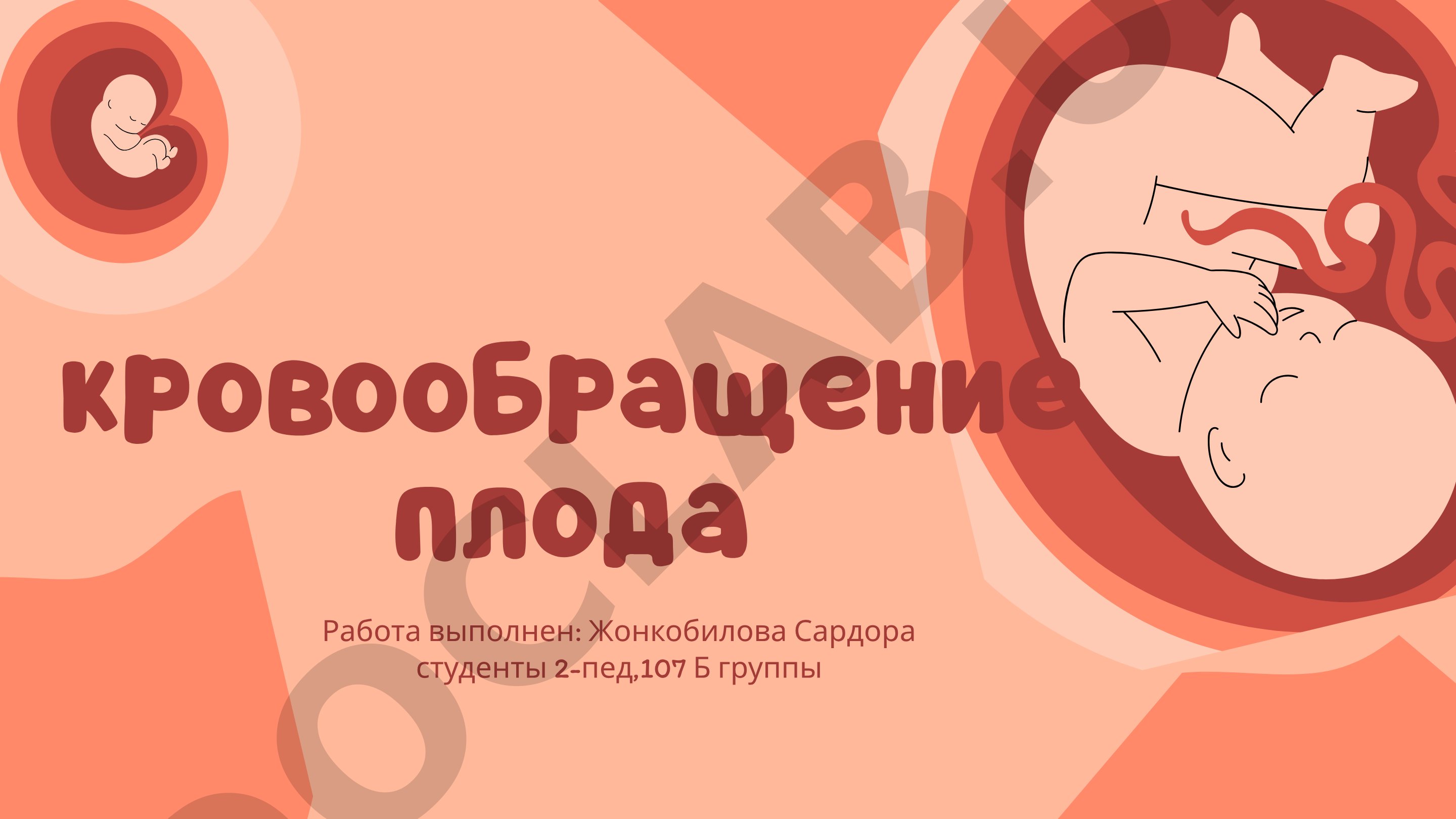 Кровообращение плода