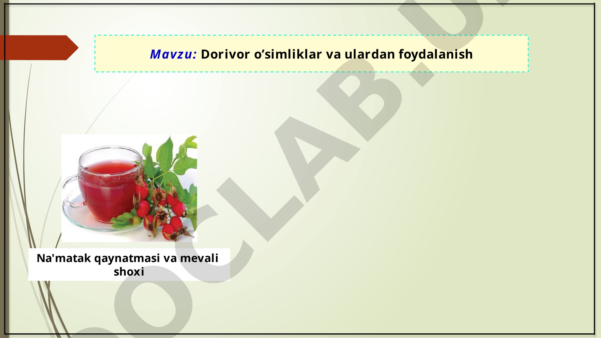 Dorivor o’simliklar va ulardan foydalanish