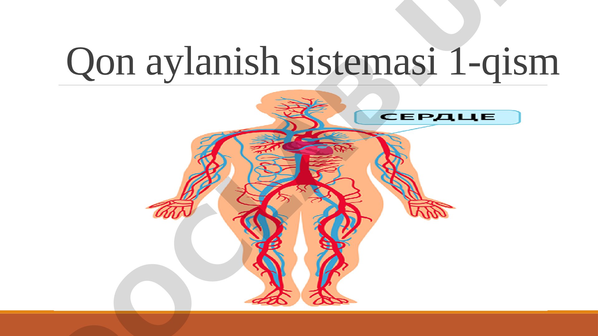 Qon aylanish sistemasi va oziq moddalarning tashilishi