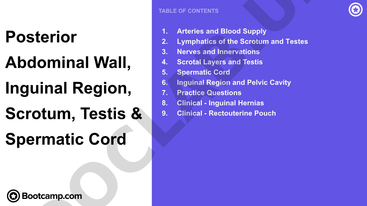Posterior Abdominal Wall, Inguinal Region, Scrotum, Testis & Spermatic Cord Review
