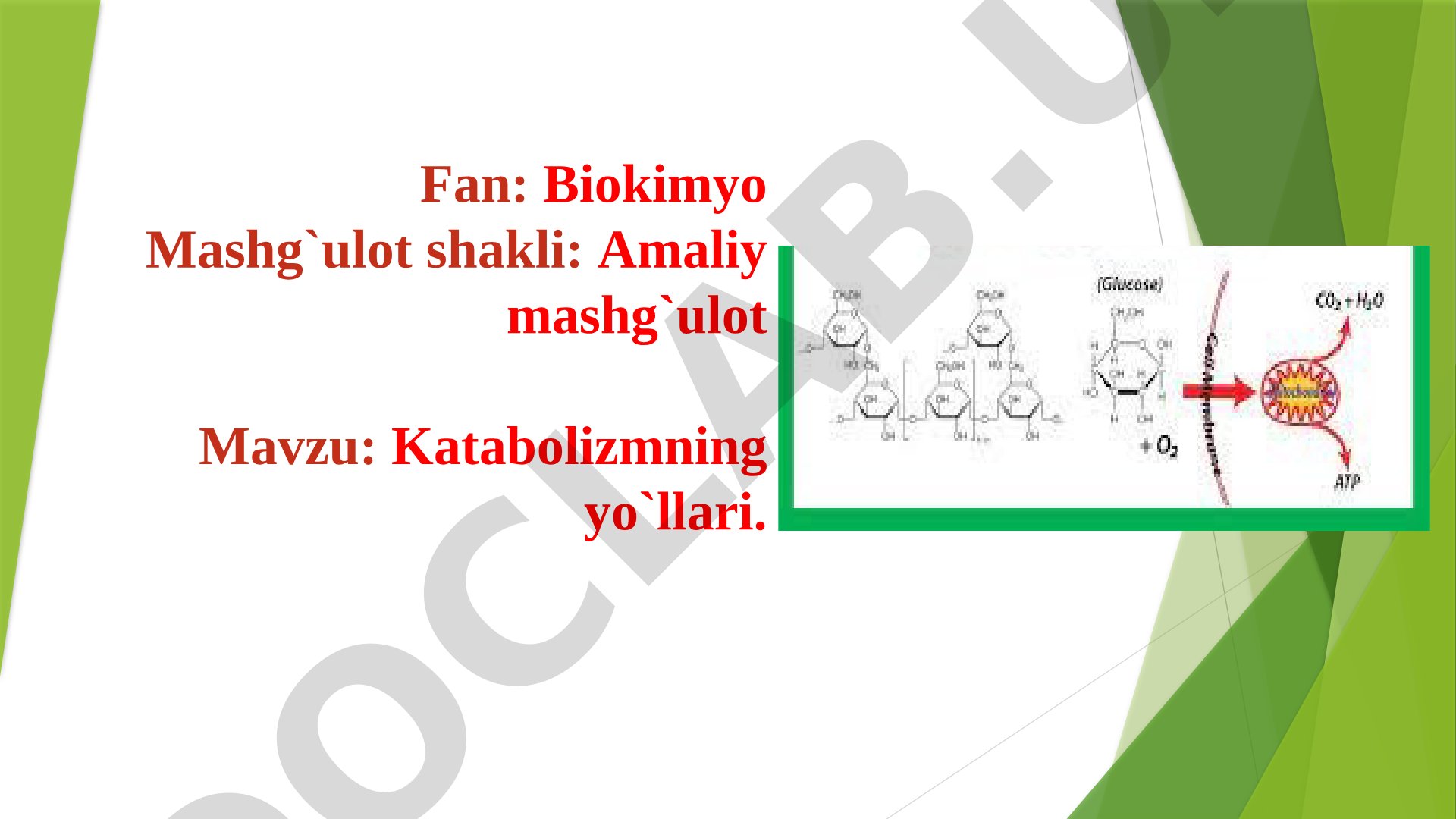 Katabolizm yo'llari: Limon kislota sikli va elektron tashish zanjiri