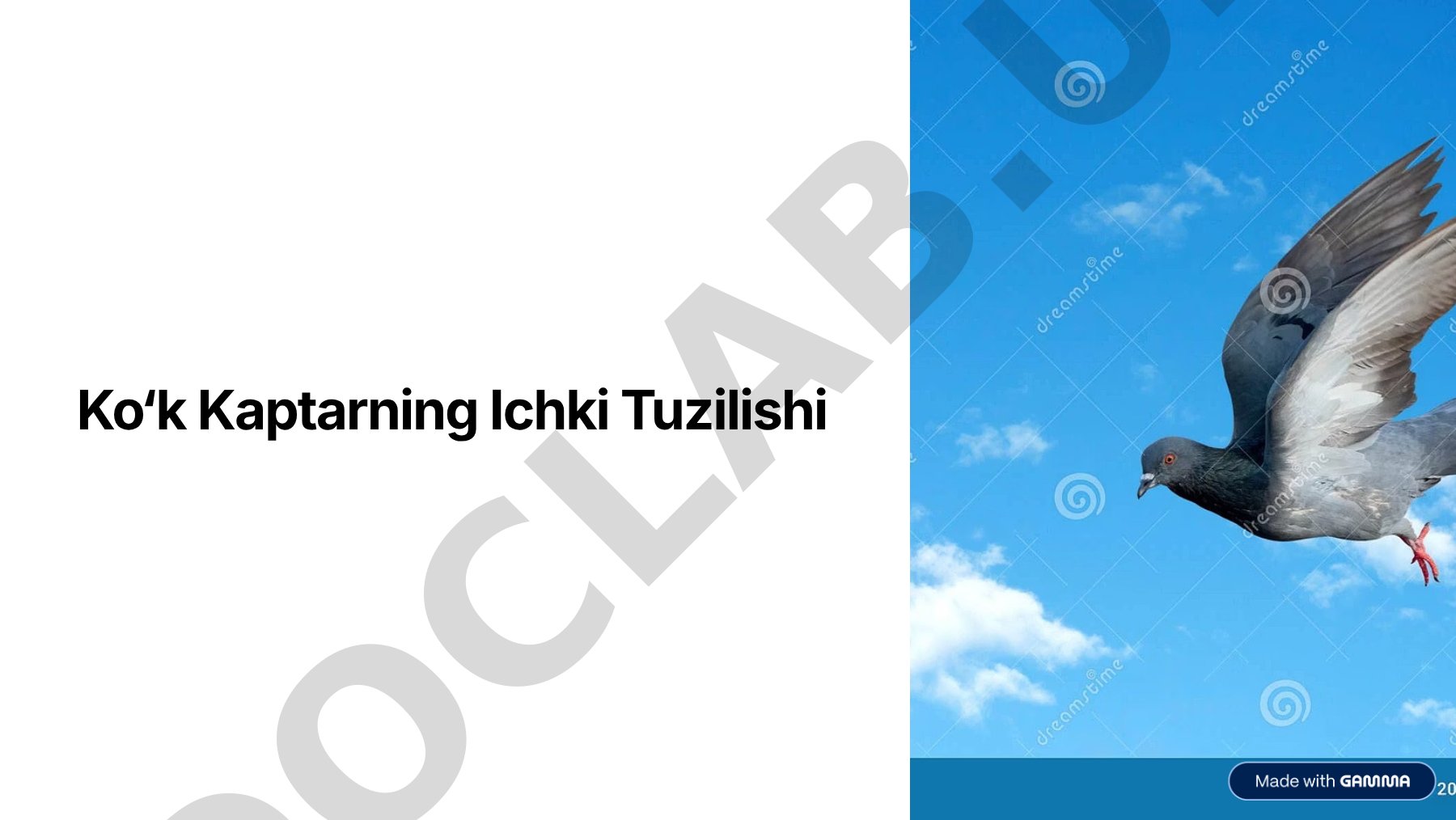 Ko8k Kaptarning Ichki Tuzilishi