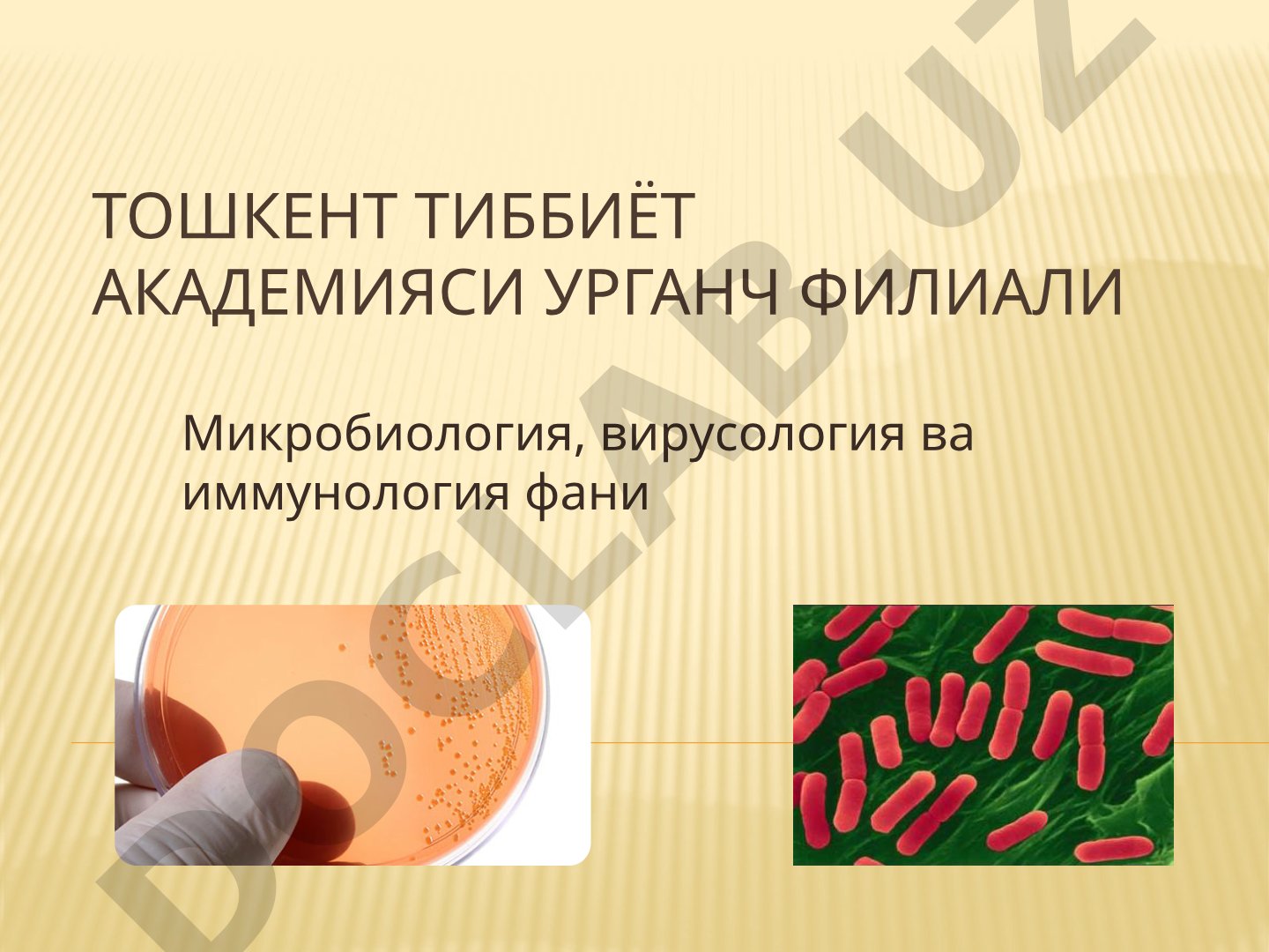 Ичак бактериялари ҳақида: морфологияси, ферментатив хусусияти, токсин хосил қилиши