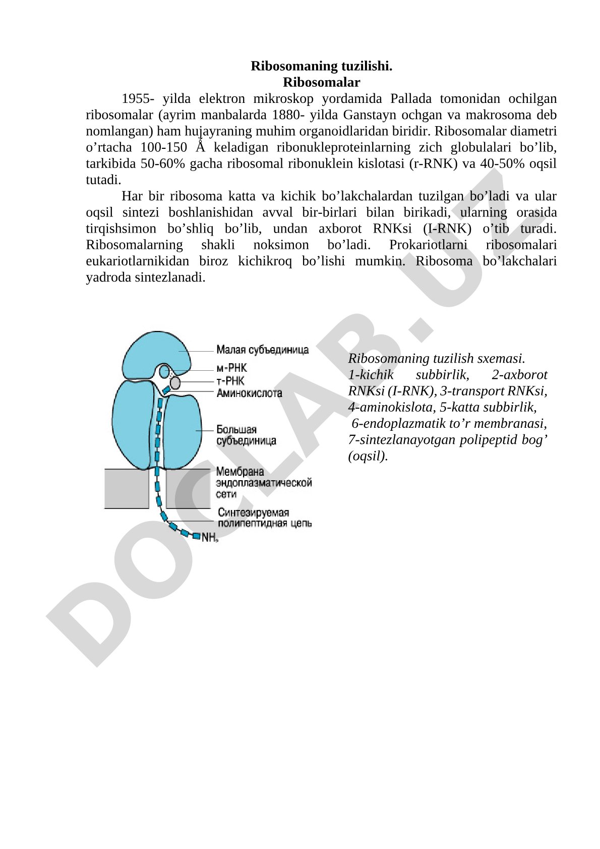 Ribosomaning tuzilishi