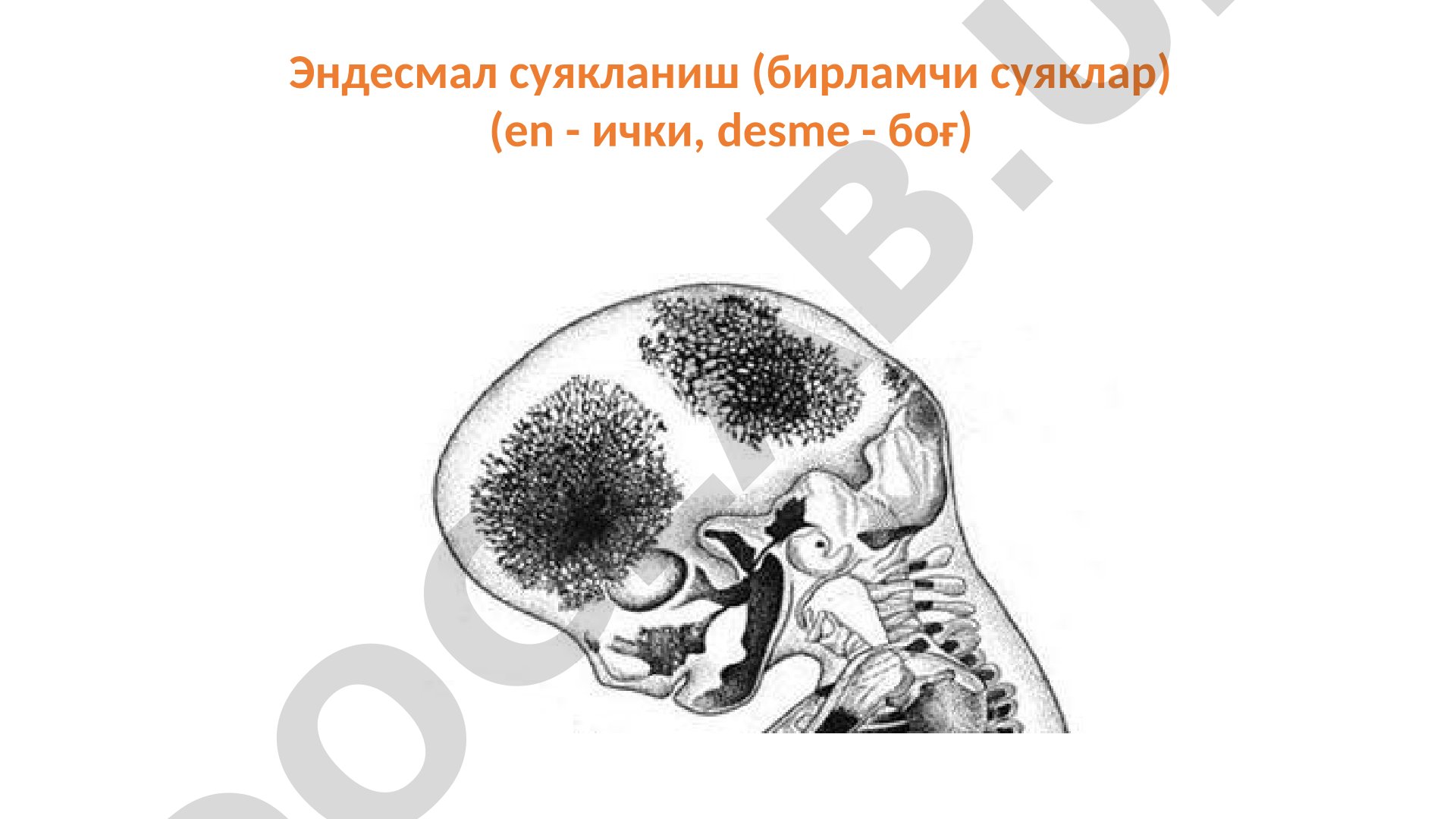 Скелетни онтогенезда ривожланиши
