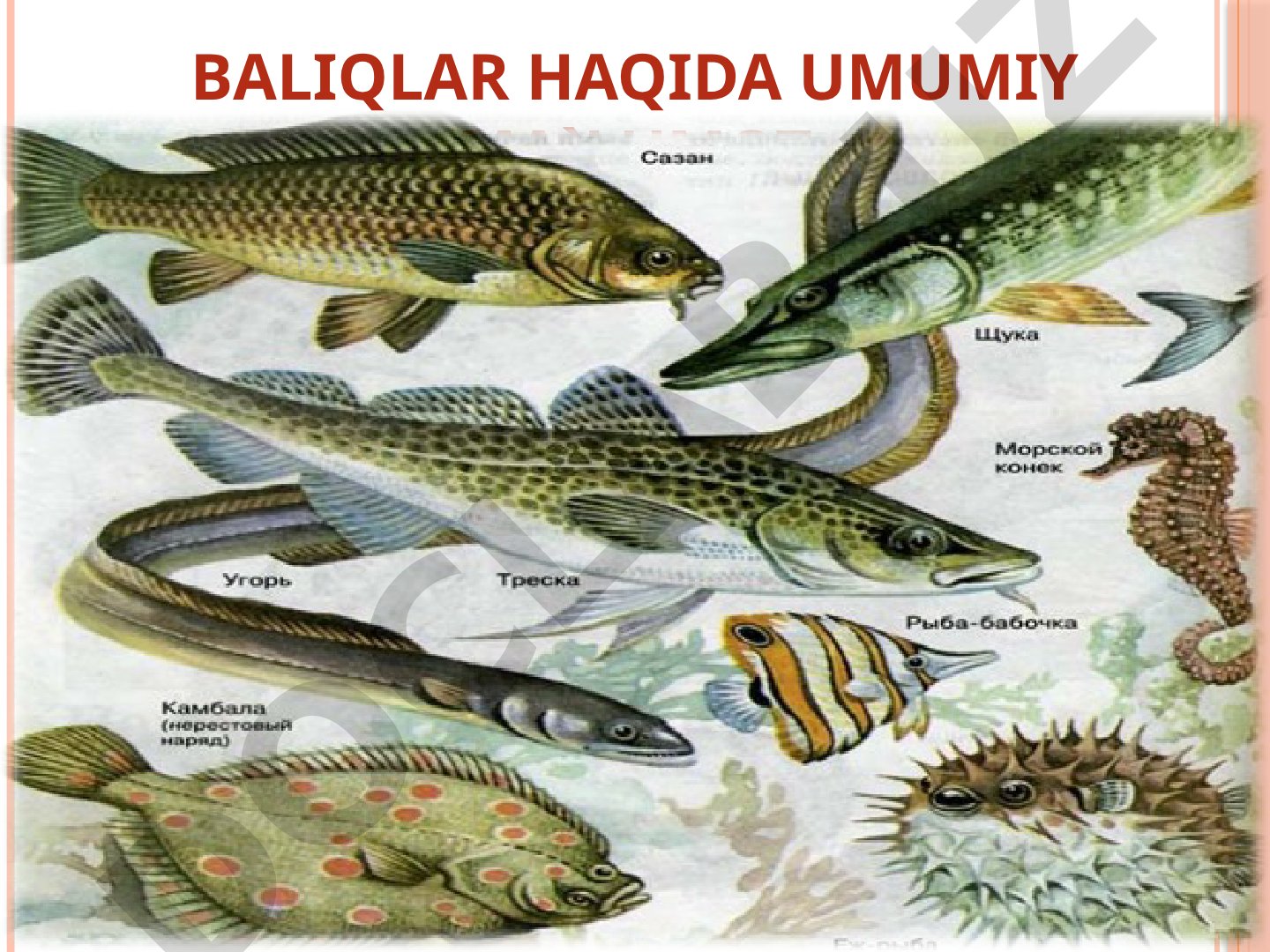 Baliqlar haqida umumiy ma'lumot va Orol dengizi ekologiyasi