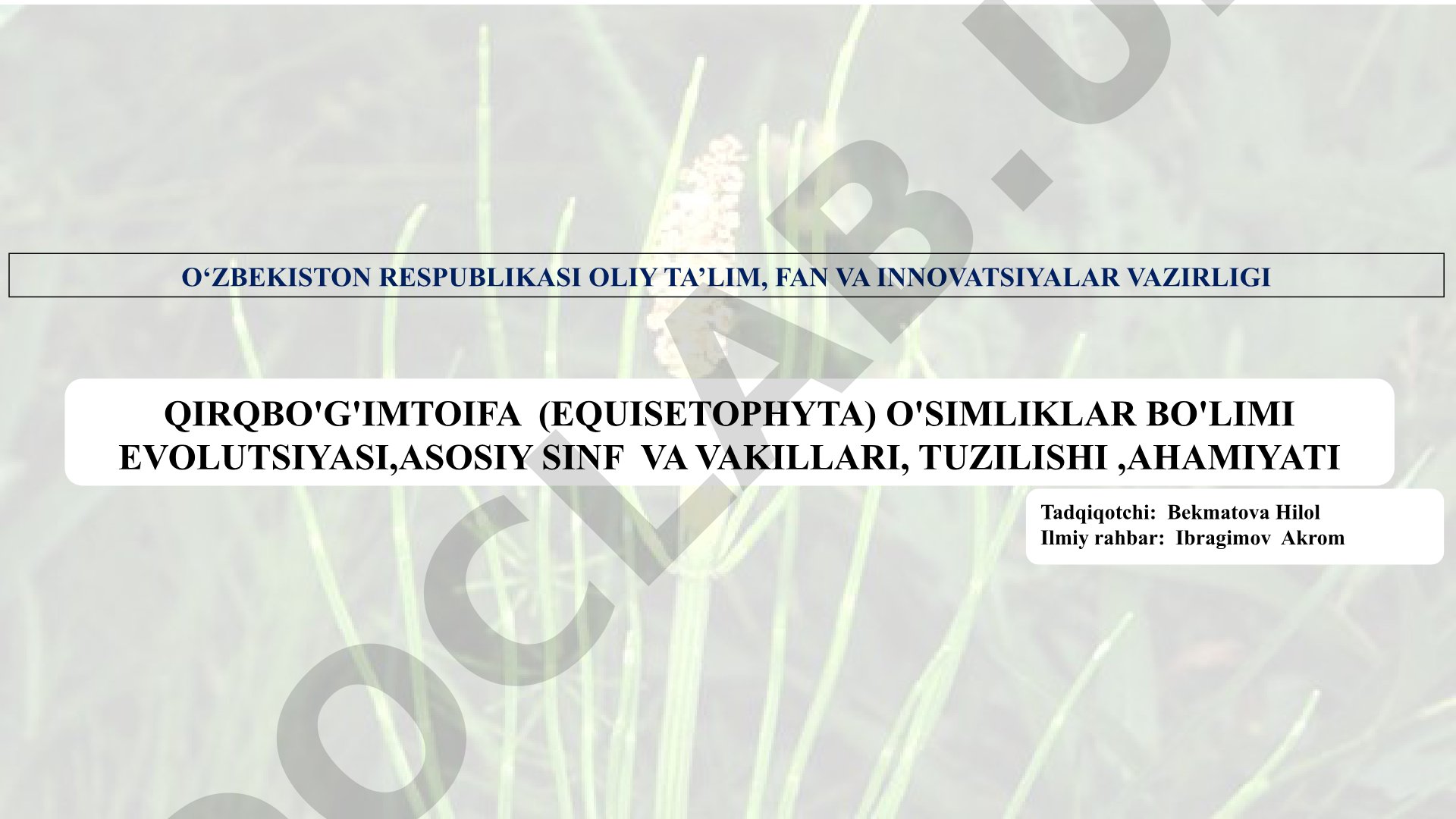 Qirqbo'g'imtoifa (Equisetophyta) o'simliklar bo'limi evolutsiyasi, asosiy sinf va vakillari, tuzilishi, ahamiyati