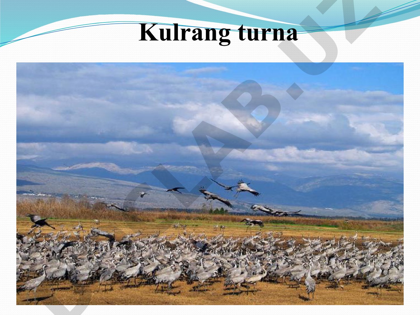 Kulrang turna (Gruidae) – biologiyasi va tarqalishi