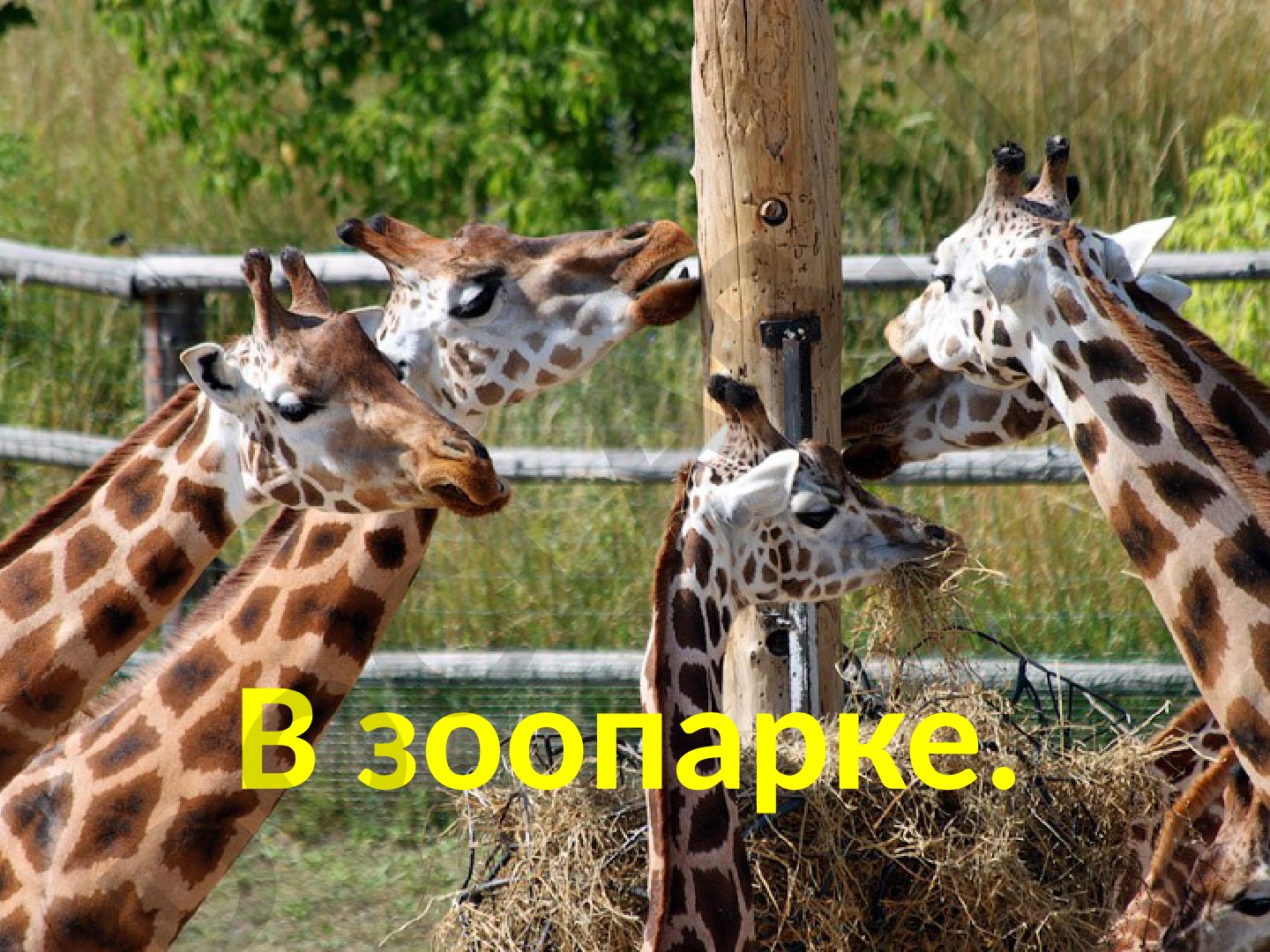 Правила поведения посетителей в зоопарке