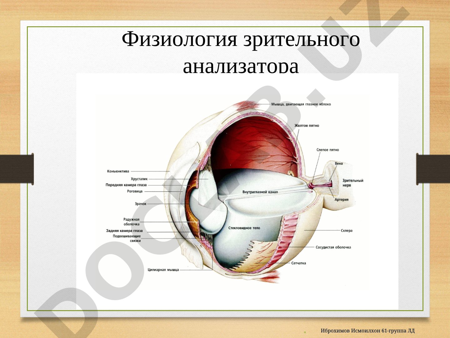 Физиология зрительного анализатора