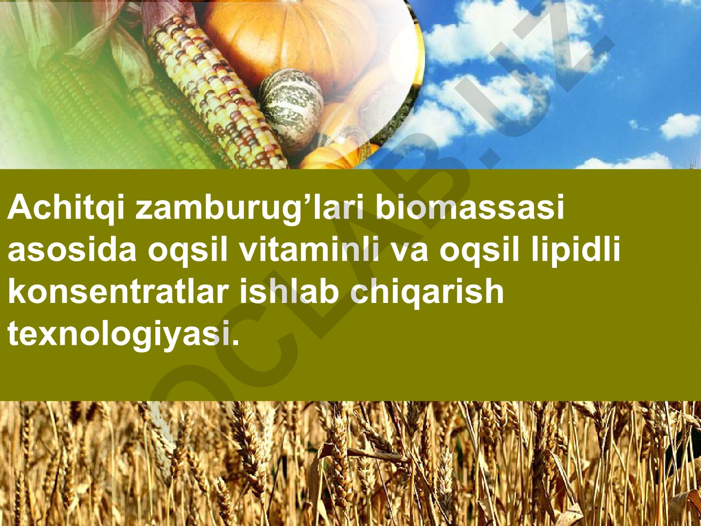 Achitqi zamburug’lari biomassasi asosida oqsil vitaminli va oqsil lipidli konsentratlar ishlab chiqarish texnologiyasi