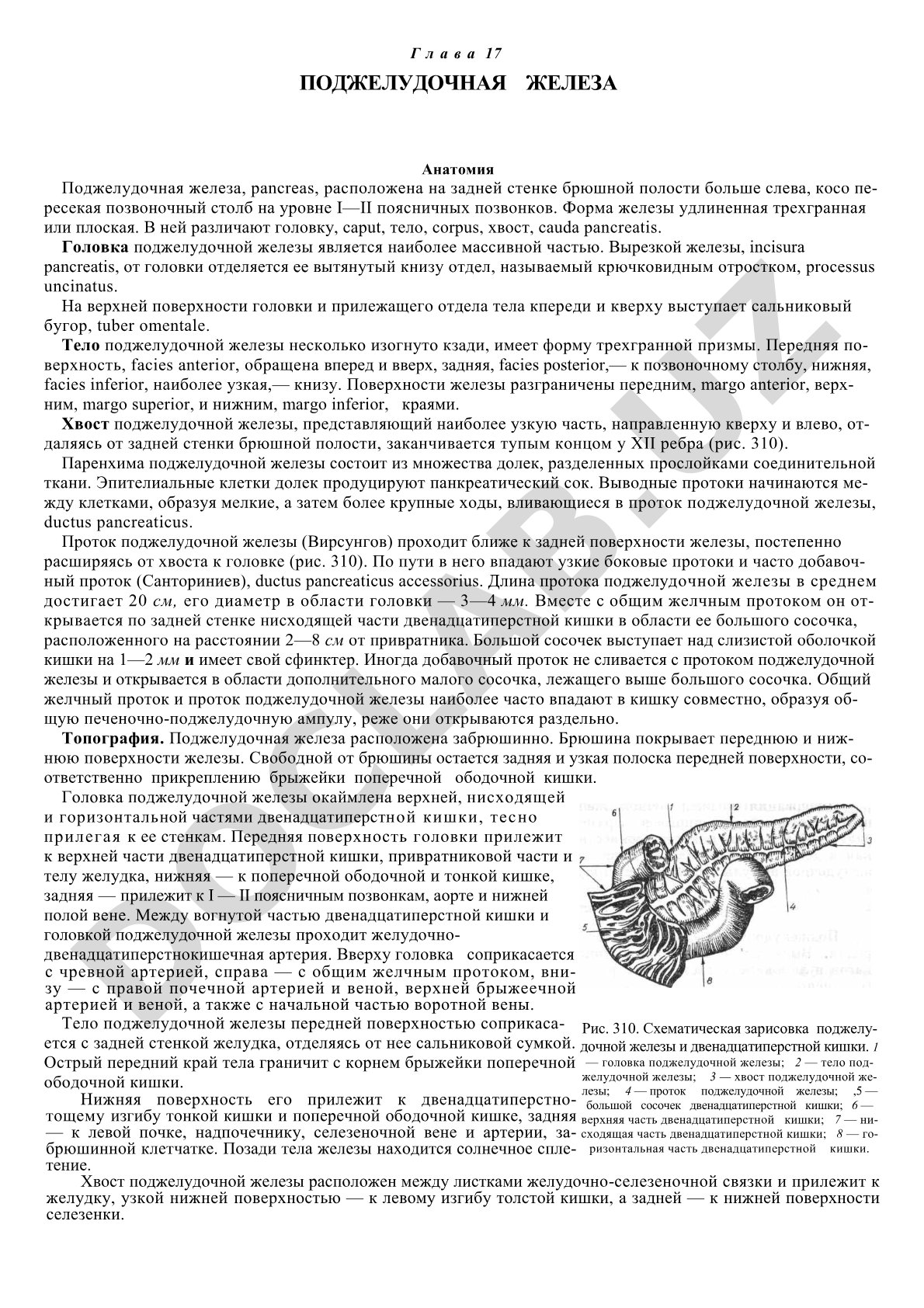 Анатомическое строение поджелудочной железы: части, поверхности, края