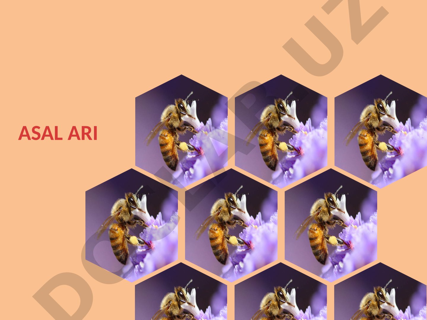 Asal ari