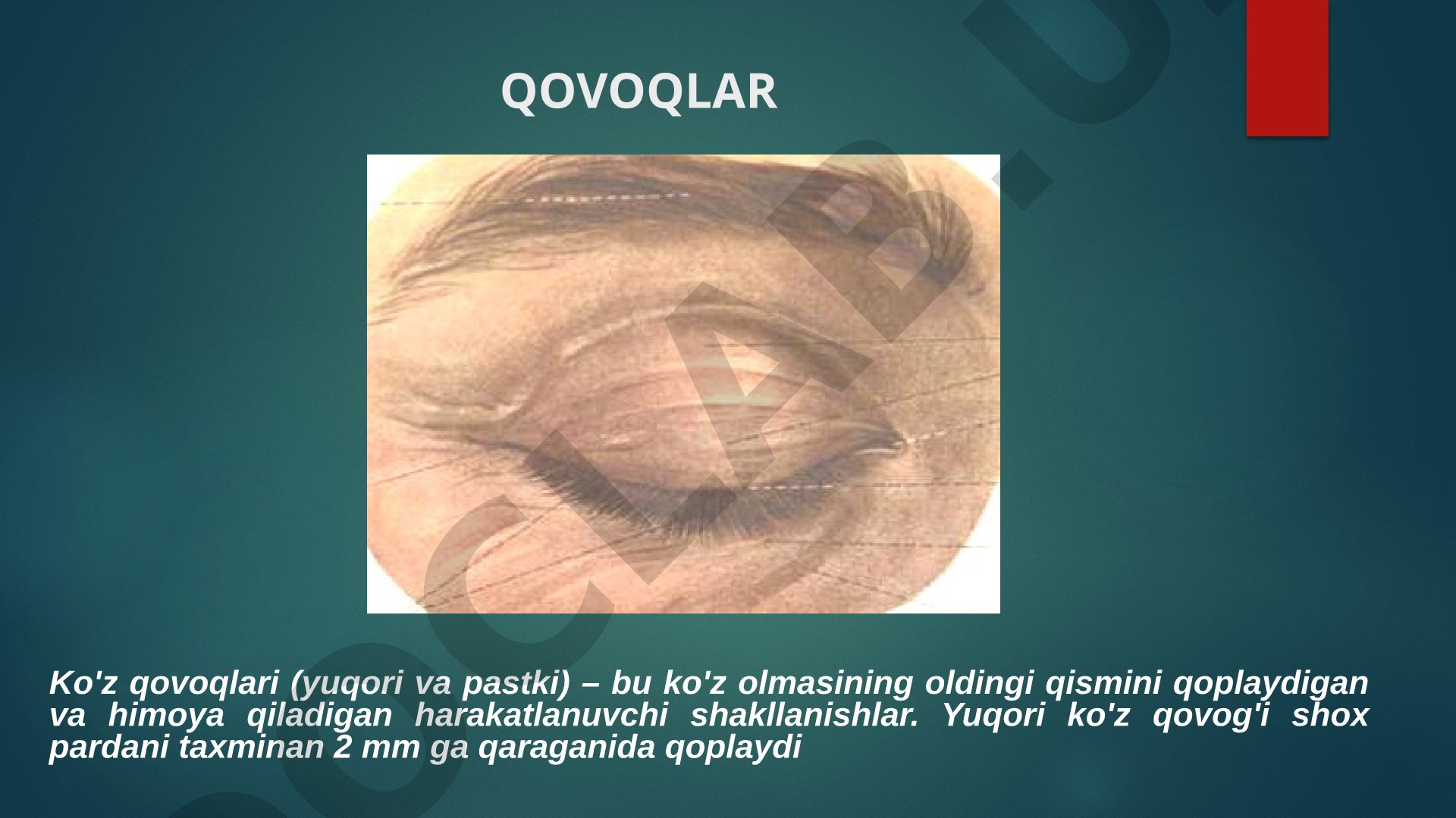 Qovoqlar