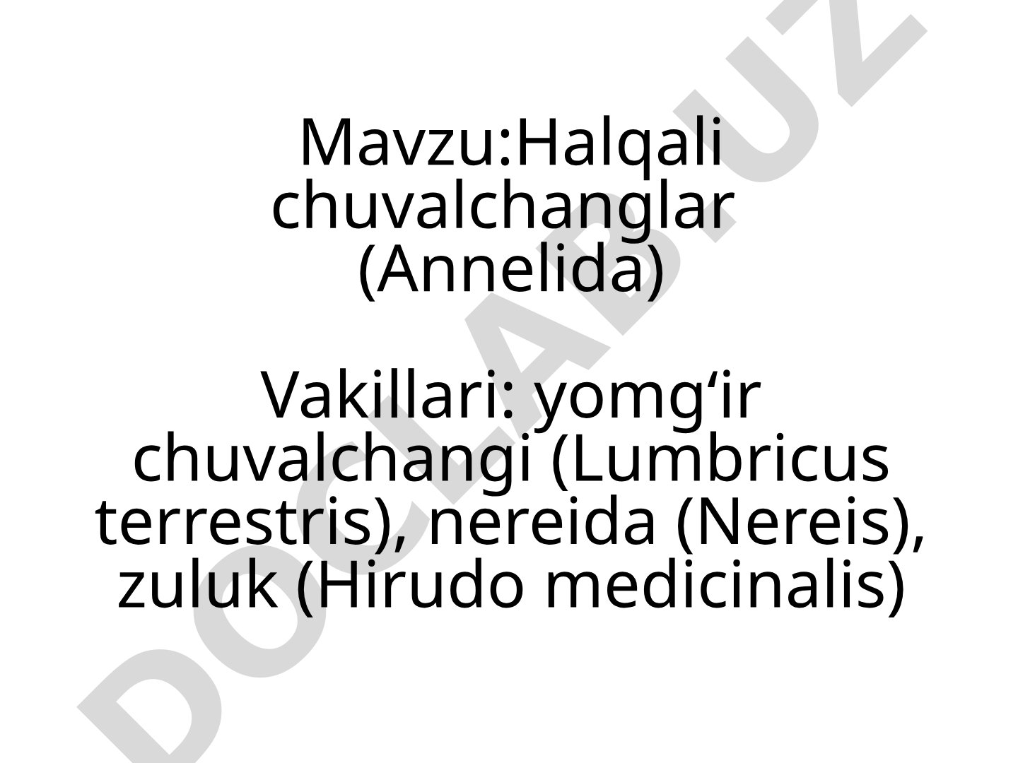 Halqali chuvalchanglar (Annelida)