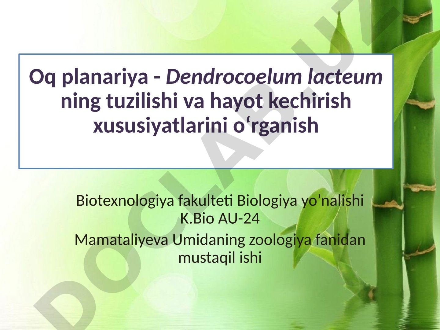 Oq planariya - Dendrocoelum lacteum ning tuzilishi va hayot kechirish xususiyatlarini o‘rganish
