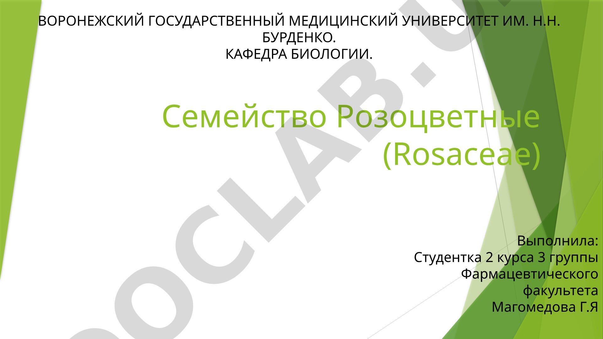Семейство Розоцветные (Rosaceae)