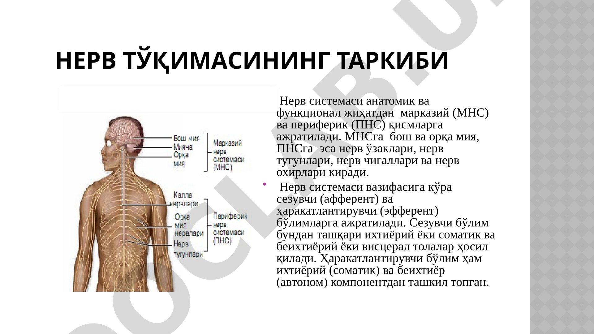Нерв тўқимасининг таркиби