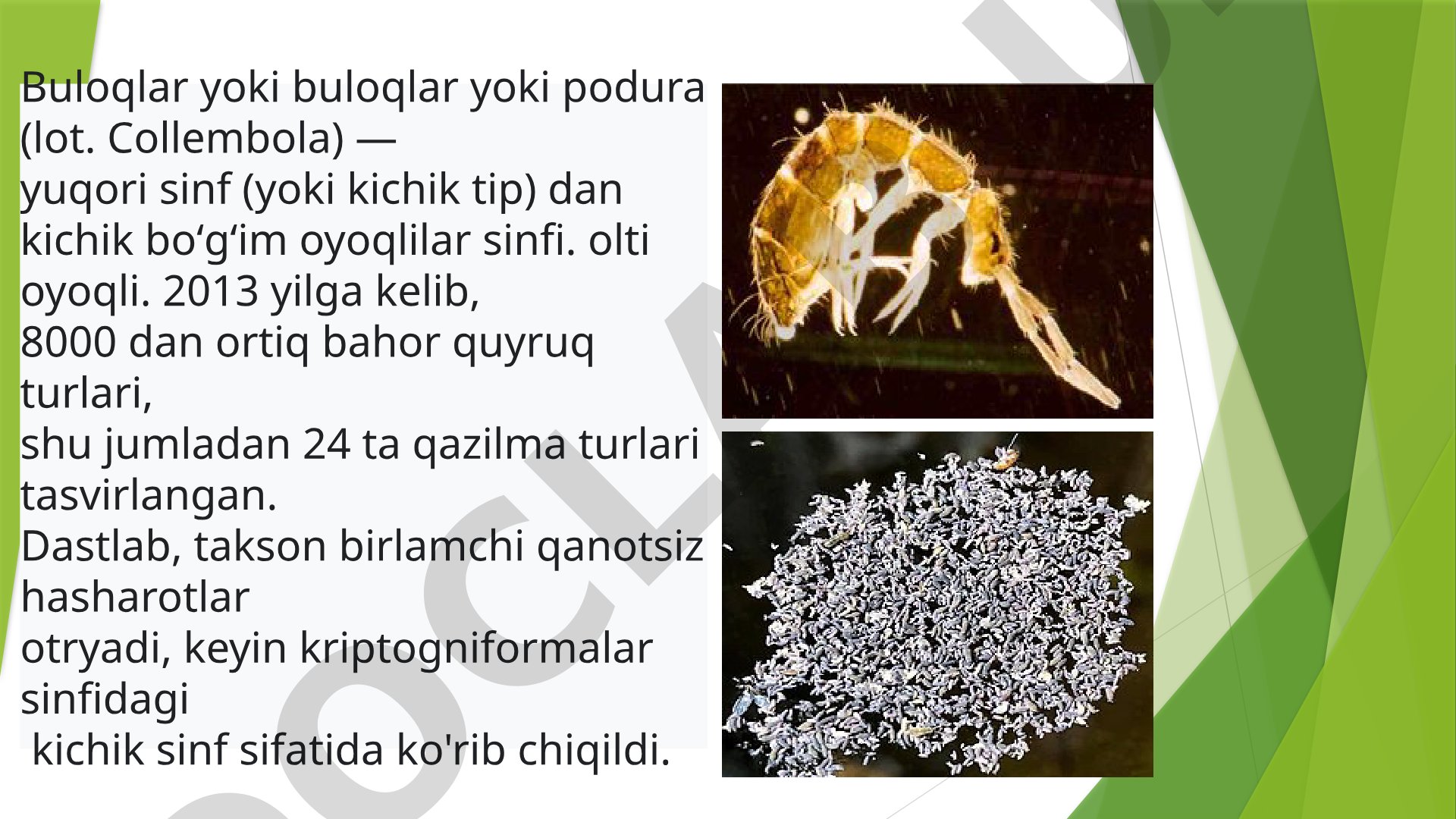 Buloqlar (Collembola) sinfi haqida ma'lumot