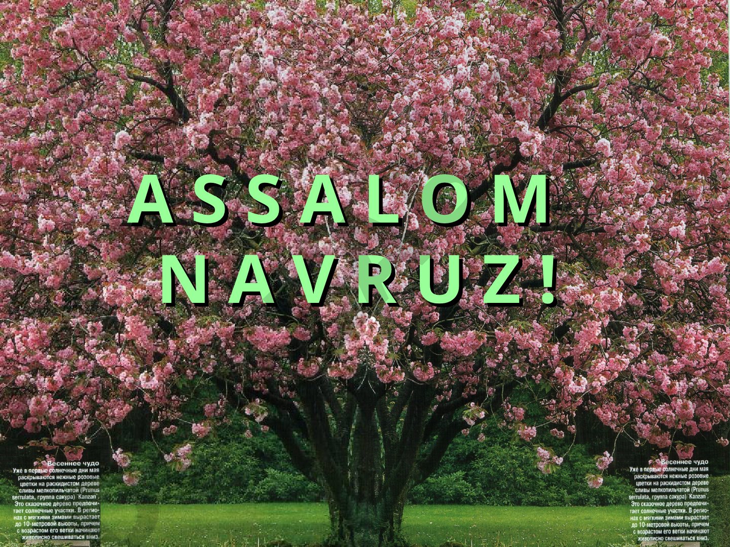 Navro'z umumxalq bayrami