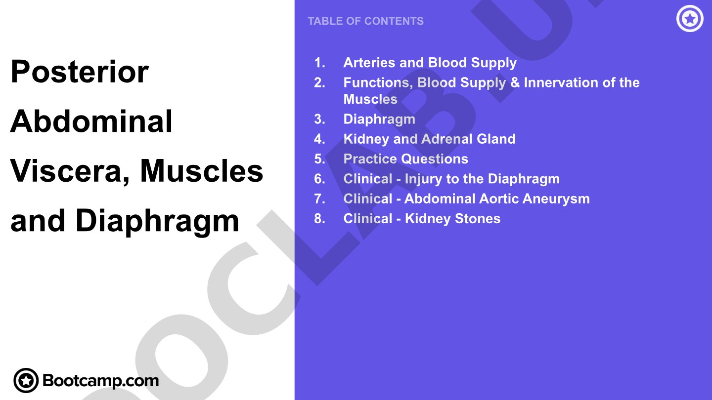 Posterior Abdominal Viscera, Muscles and Diaphragm