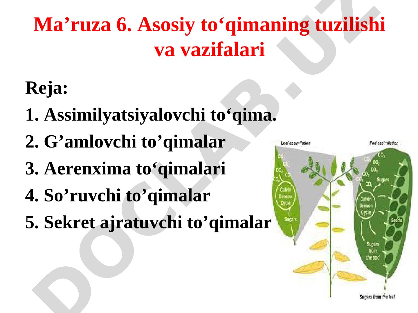 Ma’ruza 6. Asosiy to‘qimaning tuzilishi va vazifalari