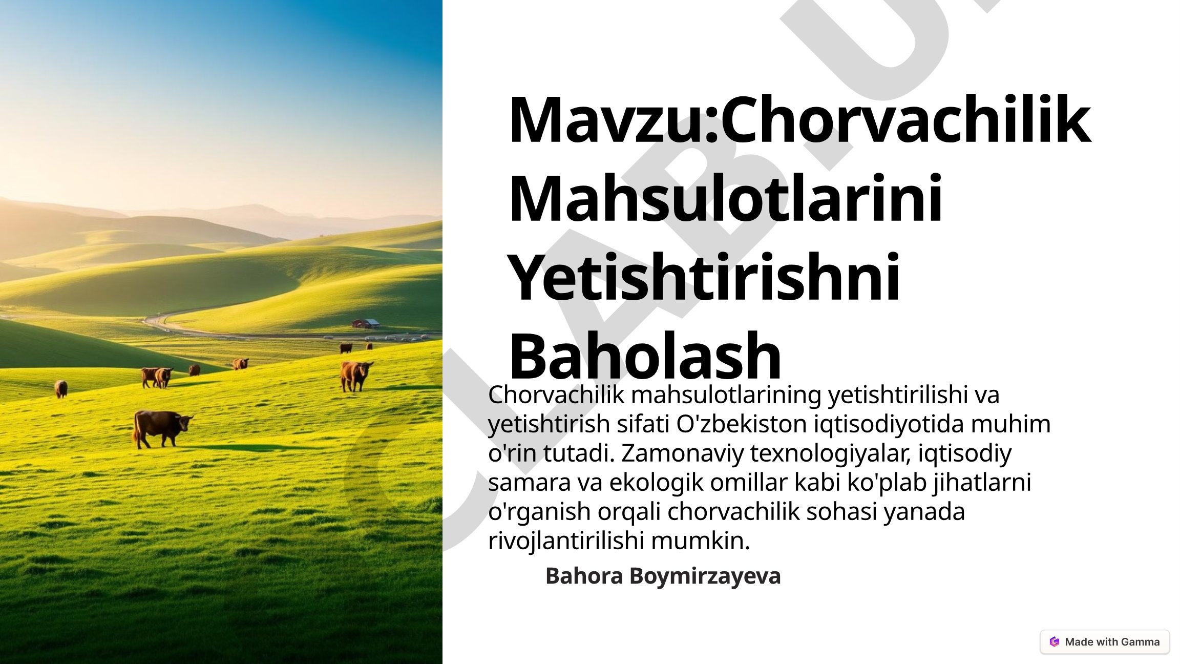Chorvachilik Mahsulotlarini Yetishtirishni Baholash