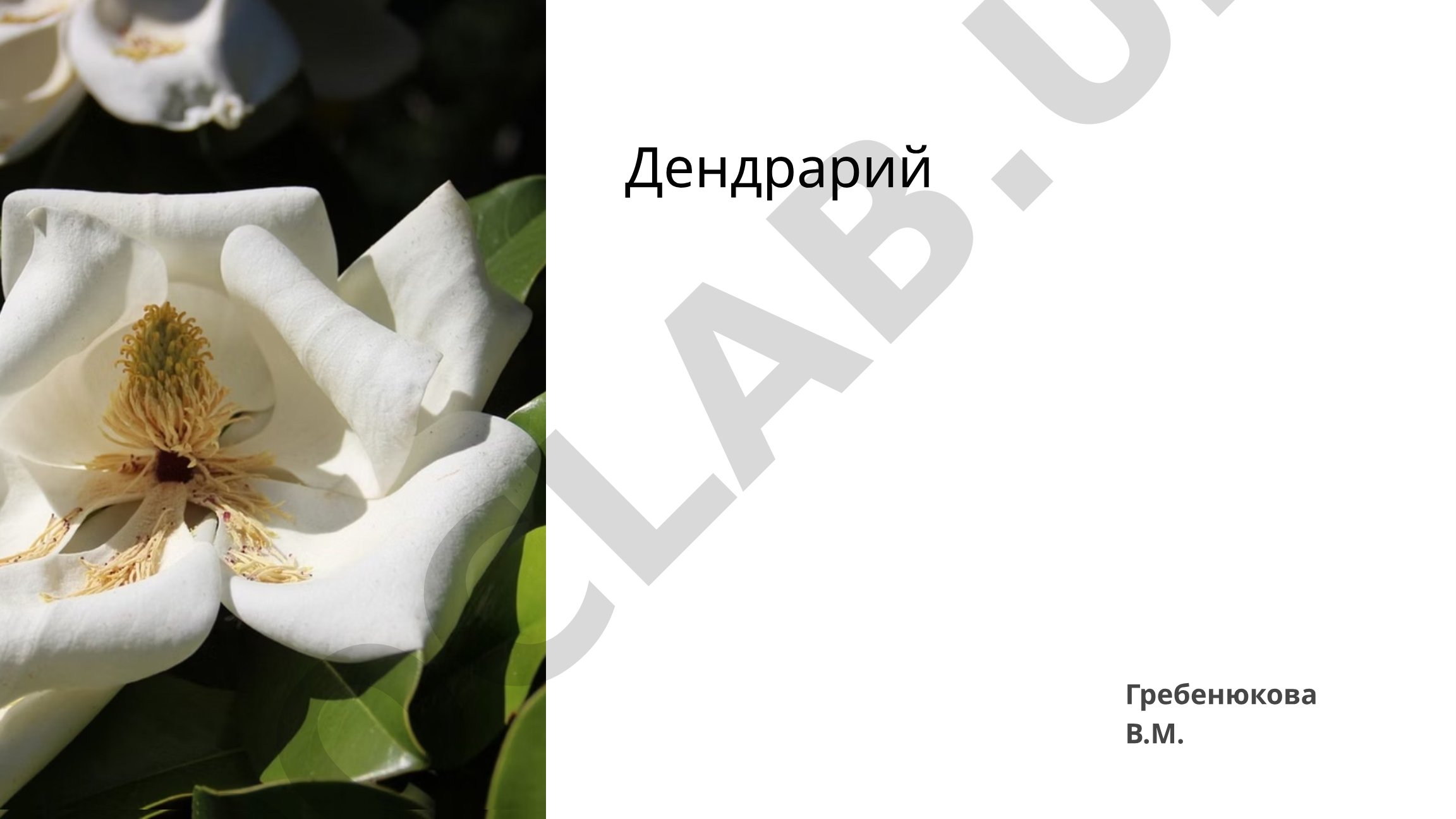 Дендрарий Гребенюкова В.М.