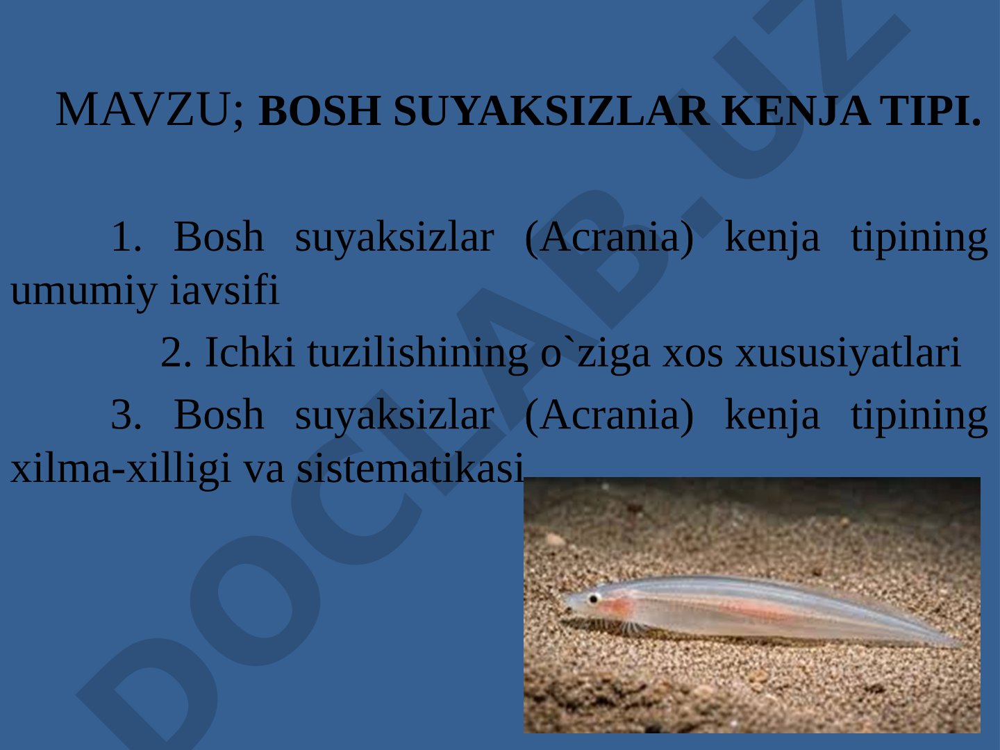 Bosh suyaksizlar kenja tipi