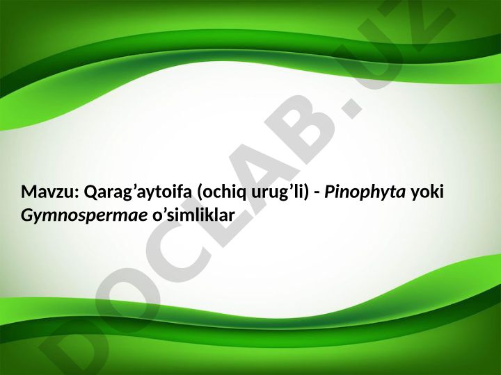 Qarag’aytoifa (ochiq urug’li) - Pinophyta yoki Gymnospermae o’simliklar