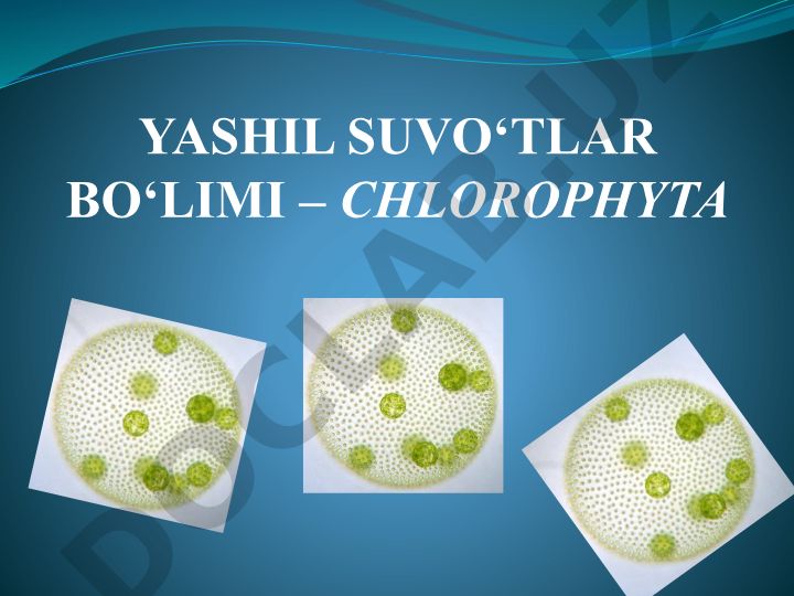 Yashil suvo‘tlar bo‘limi – Chlorophyta