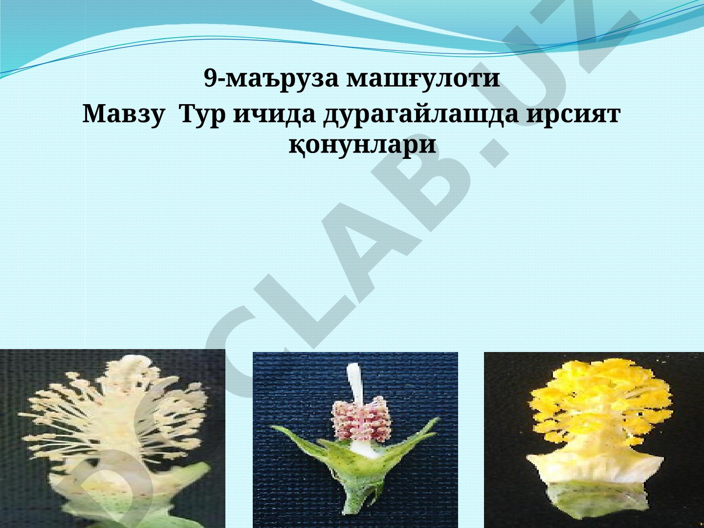 Тур ичида дурагайлашда ирсият қонунлари