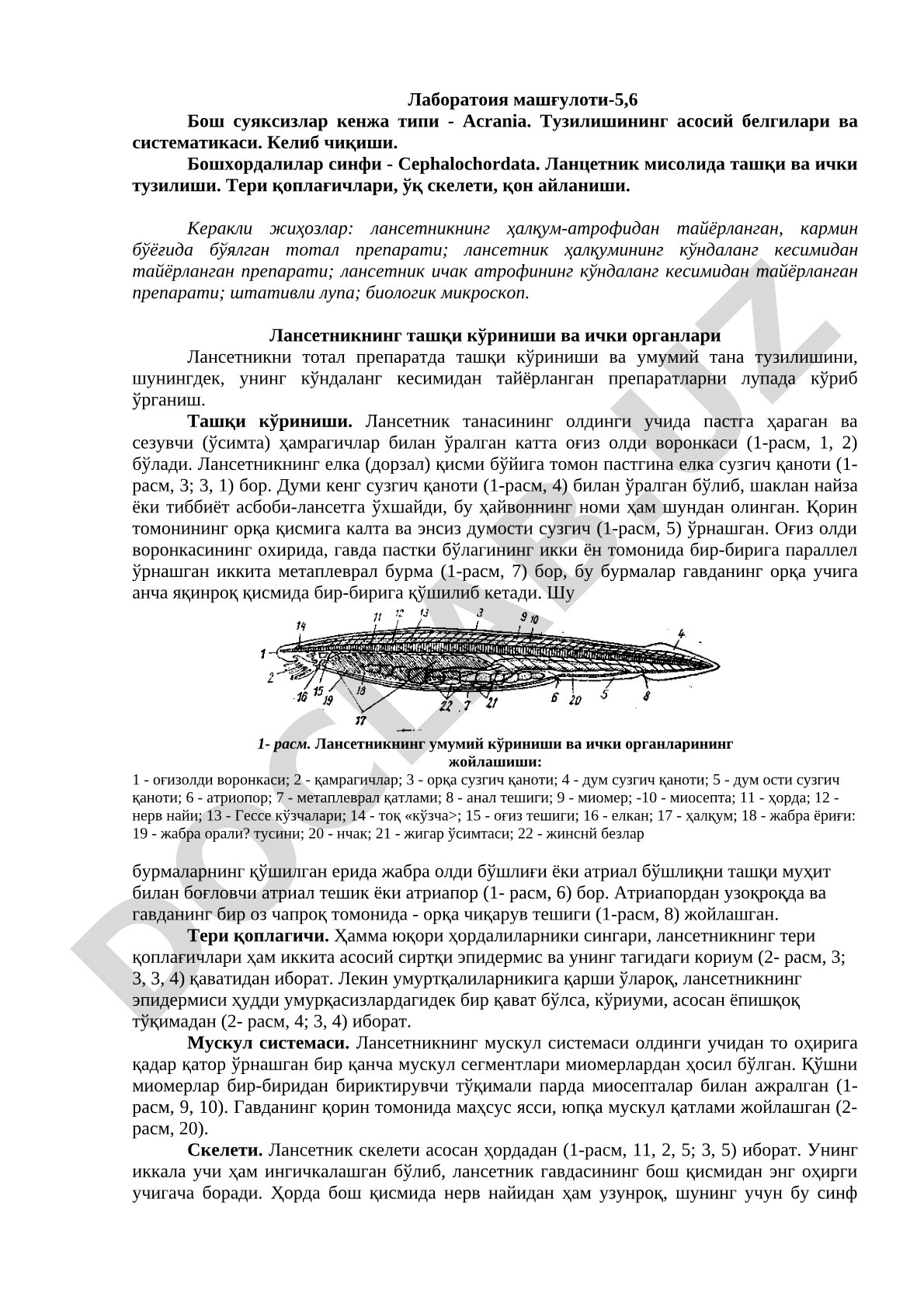 Бош суяксизлар кенжа типи Acrania ва ланцетник тузилиши