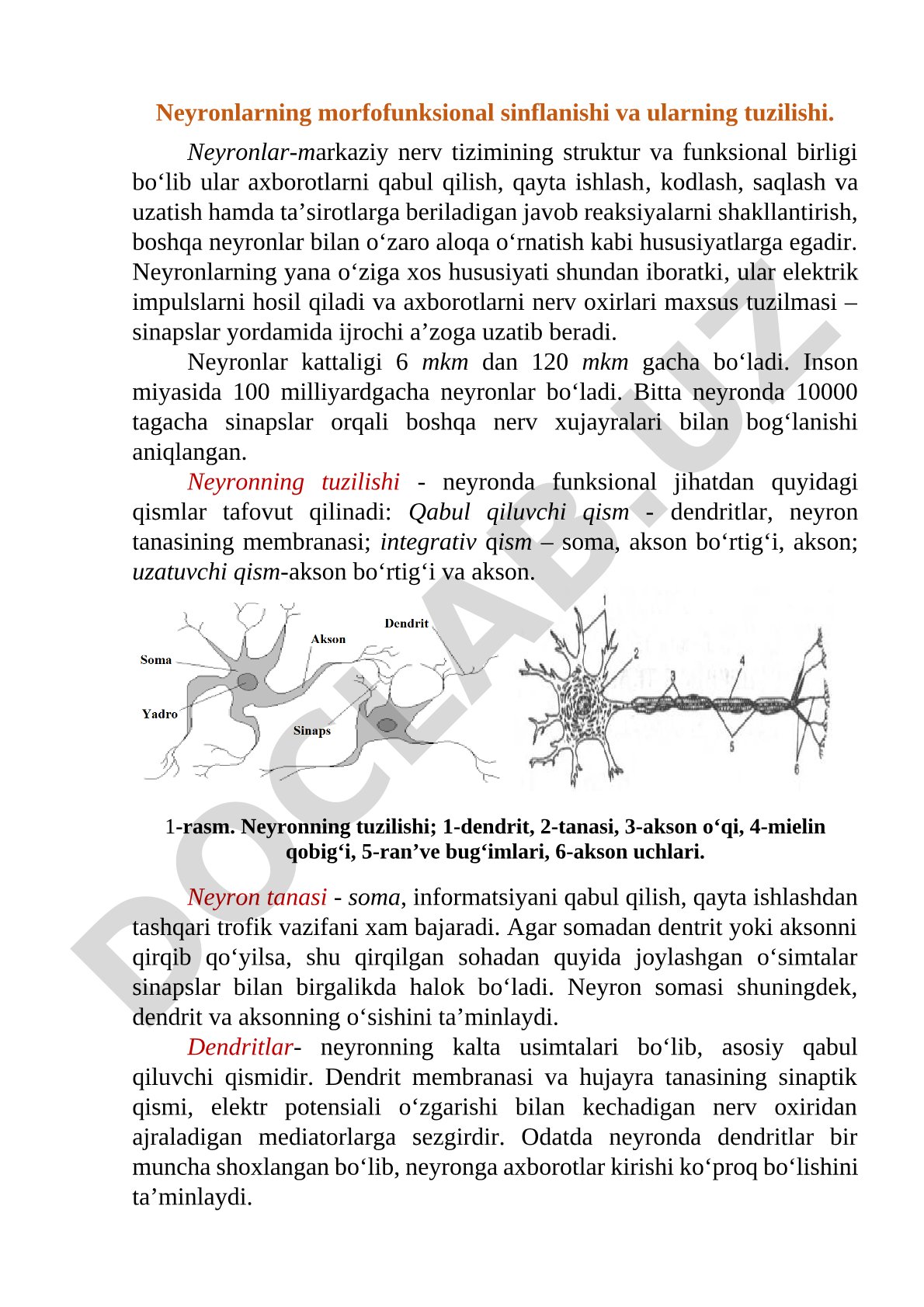 Neyronlarning morfofunksional sinflanishi va ularning tuzilishi