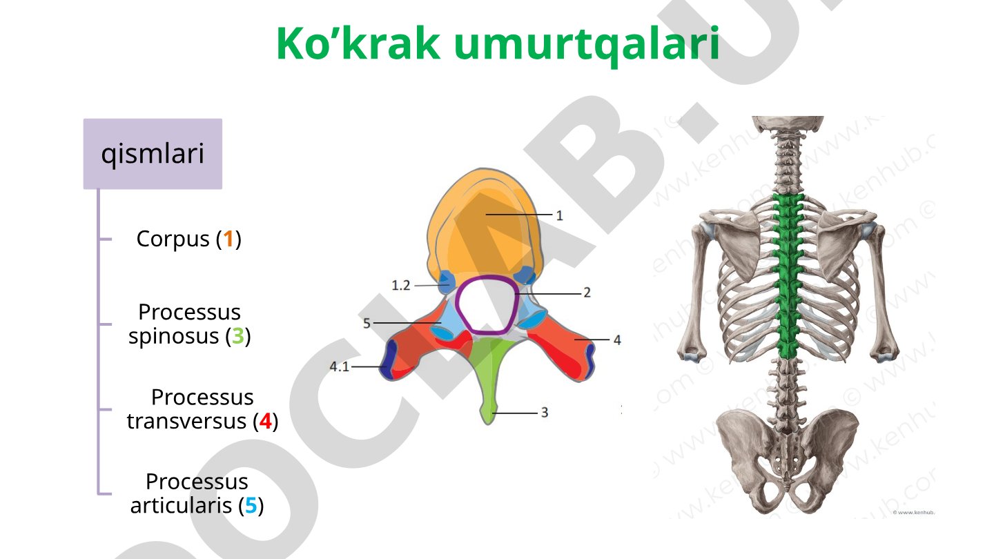 Ko'krak qafasi suyaklari anatomiyasi