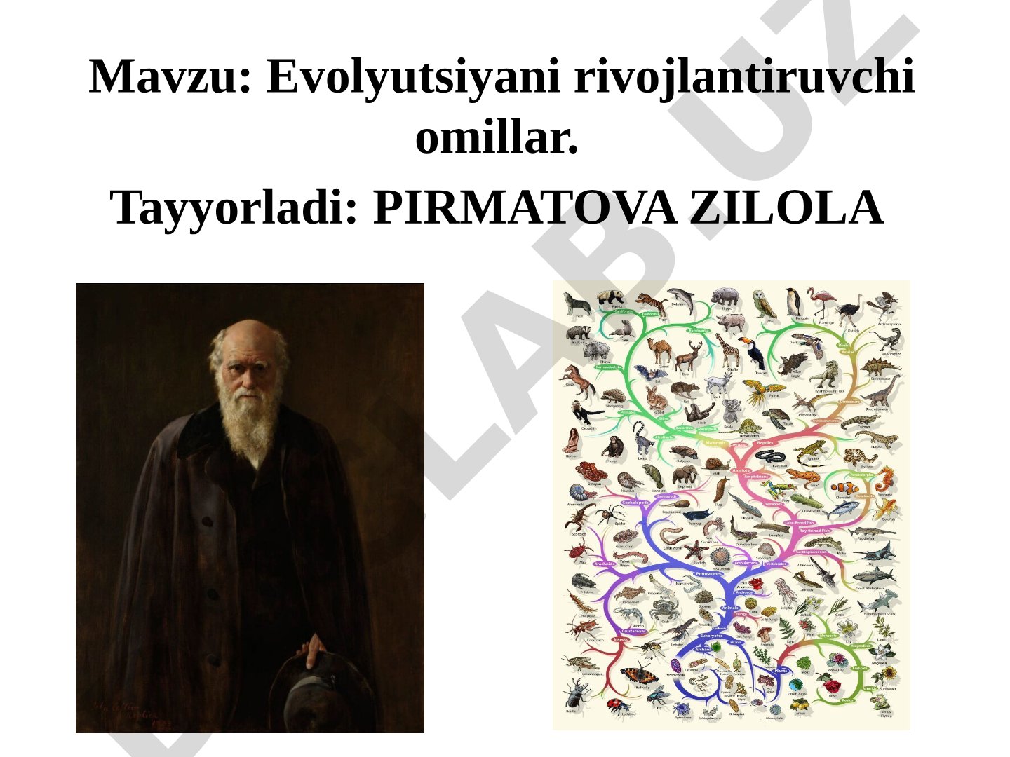 Evolyutsiya omillari: nasliy o'zgaruvchanlik, yashash uchun kurash, tabiiy tanlanish