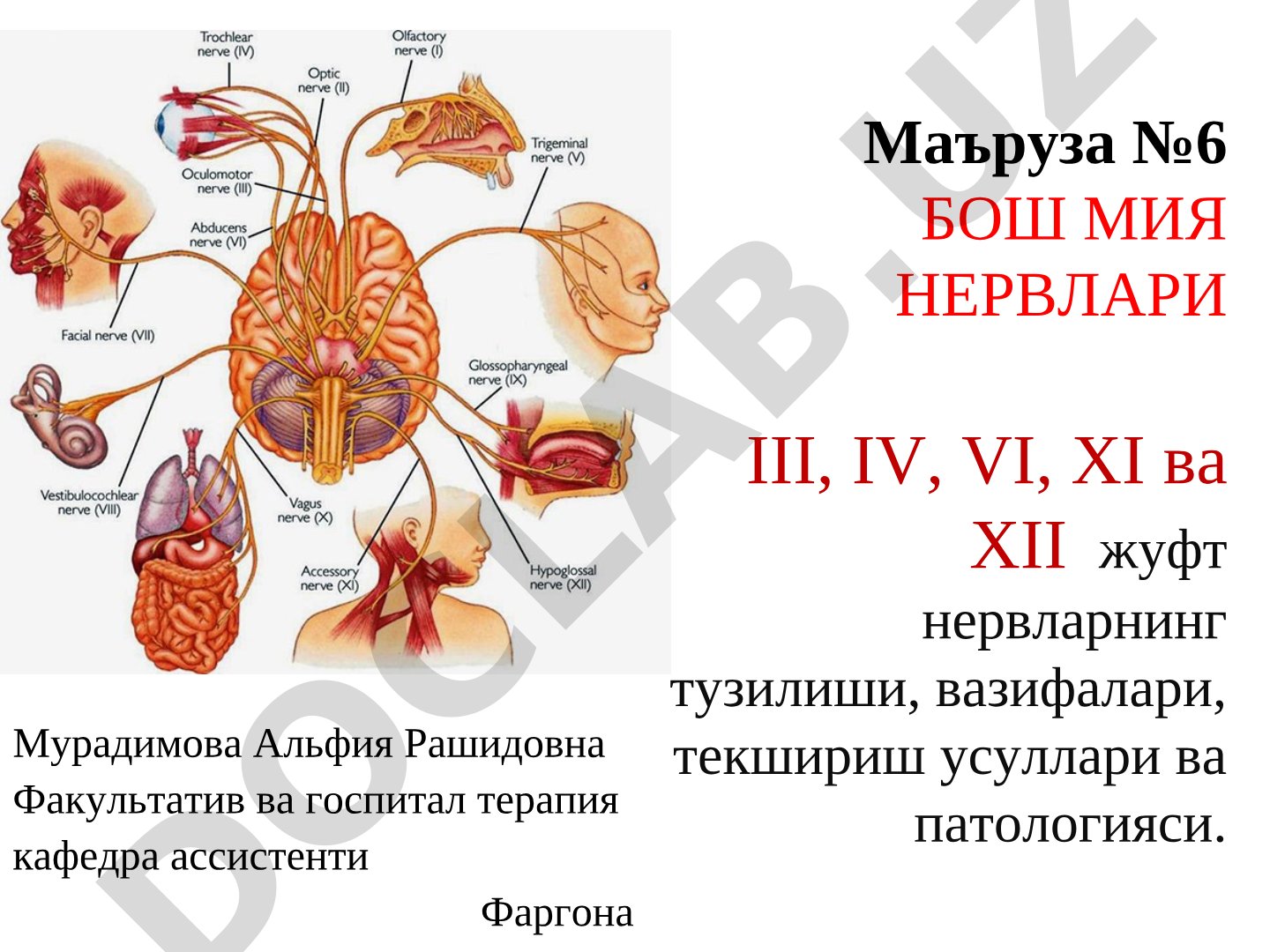 Бош мия нервлари III, IV, VI, XI ва XII жуфт нервларнинг тузилиши, вазифалари, текшириш усуллари ва патологияси