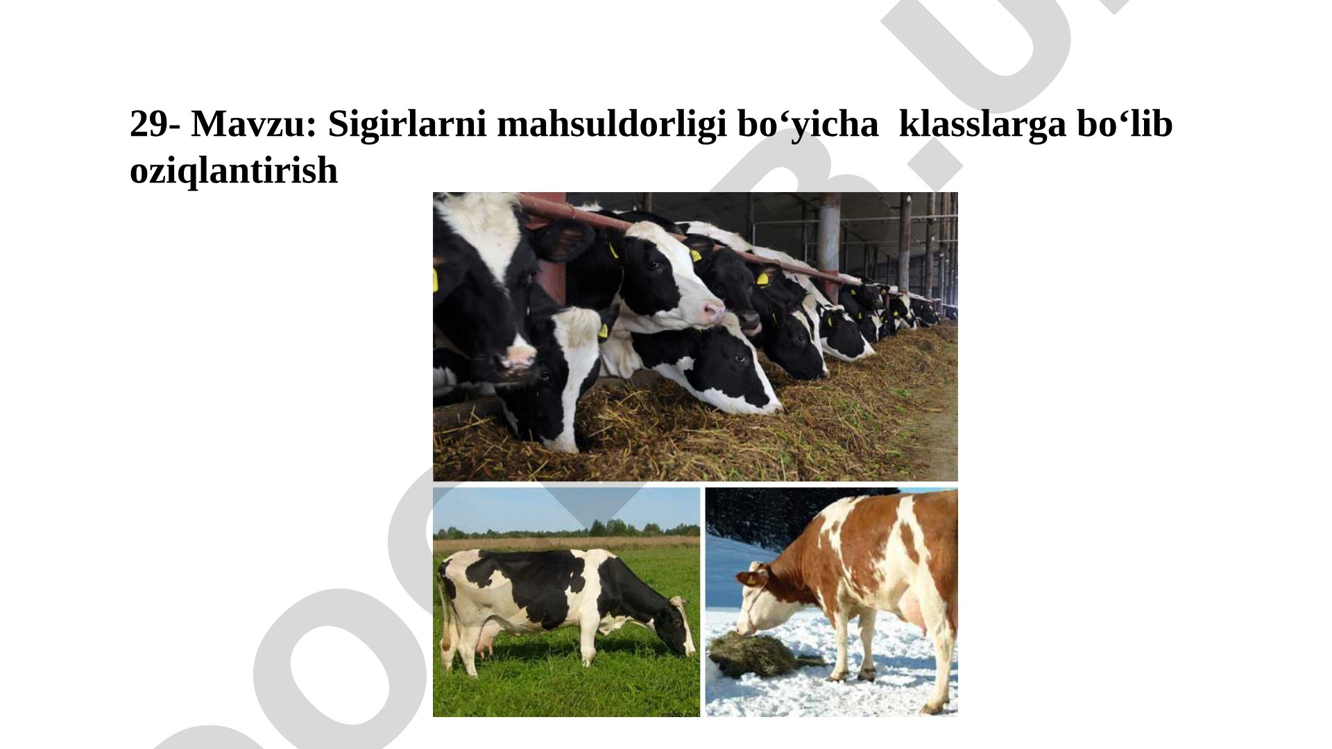 Sigirlarni mahsuldorligi boʻyicha klasslarga boʻlib oziqlantirish