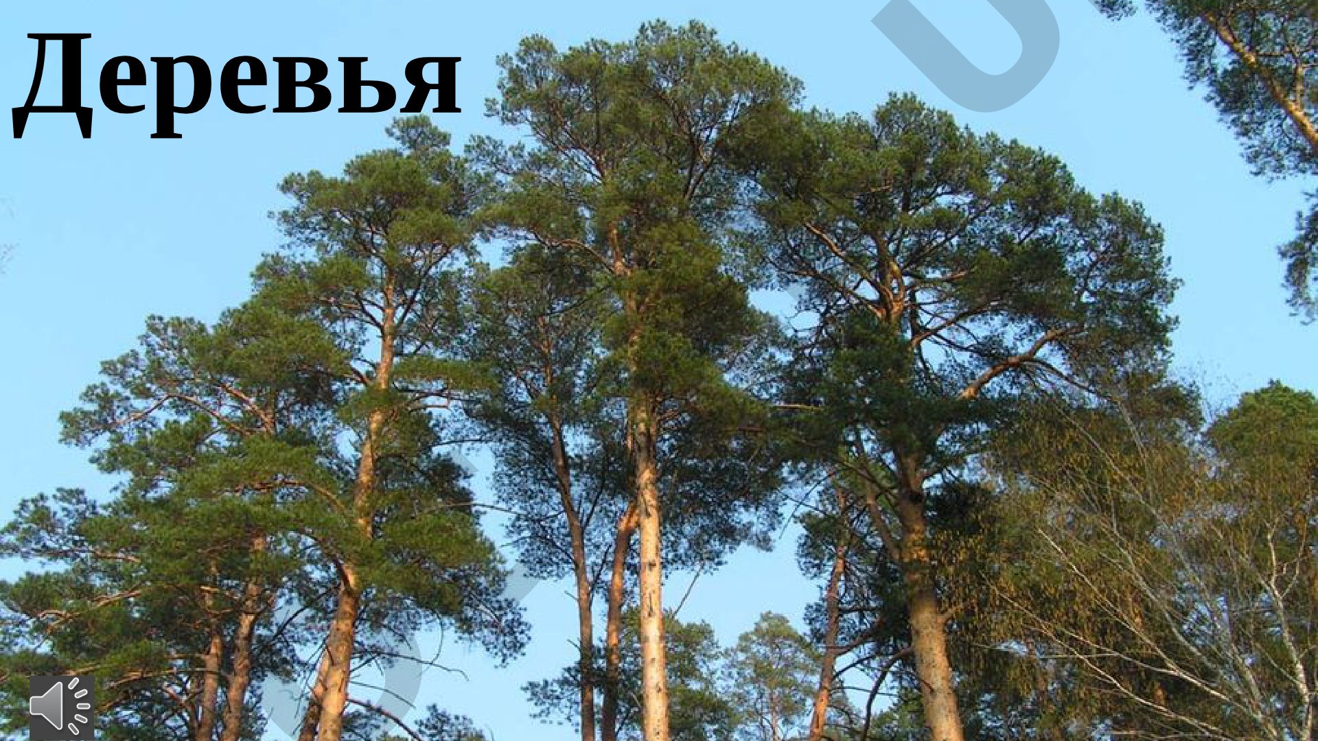 Деревья: лиственные и хвойные