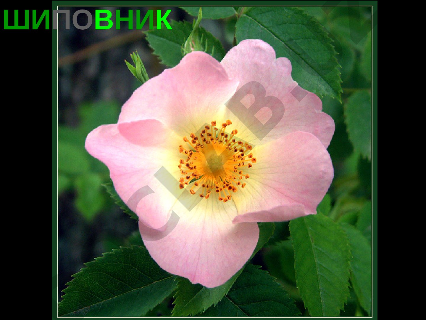 Ягоды: шиповник, кизил, голубика, брусника, черника, земляника