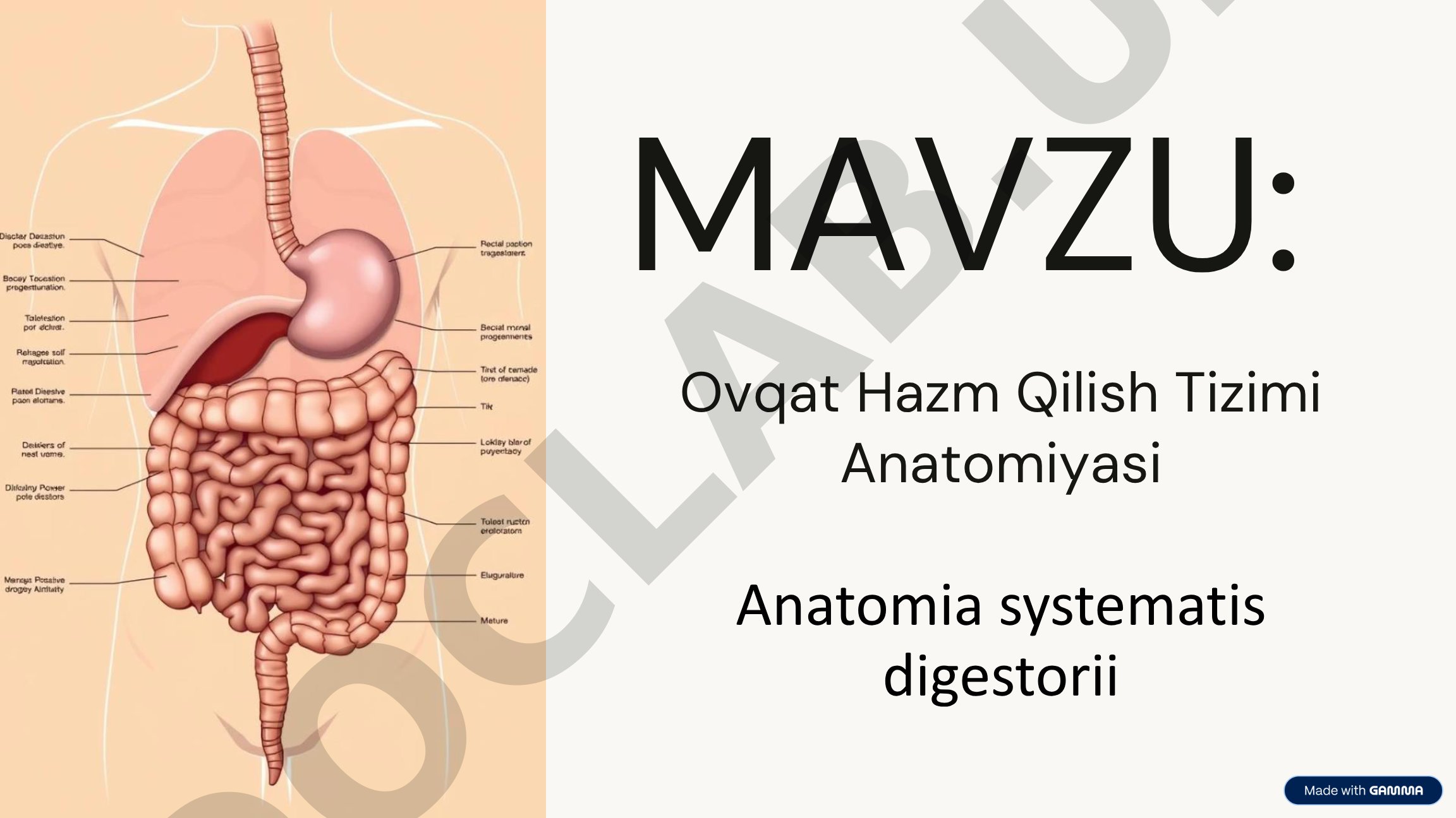 Ovqat Hazm Qilish Tizimi Anatomiyasi Anatomia systematis digestorii