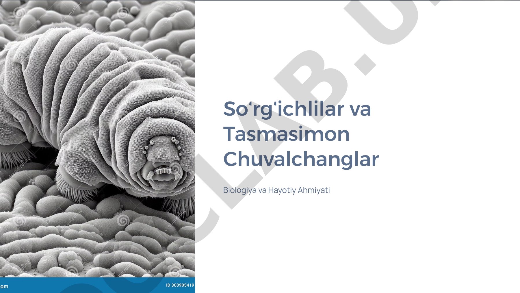 So'rg'ichlilar va Tasmasimon Chuvalchanglar Biologiya va Hayotiy Ahamiyati