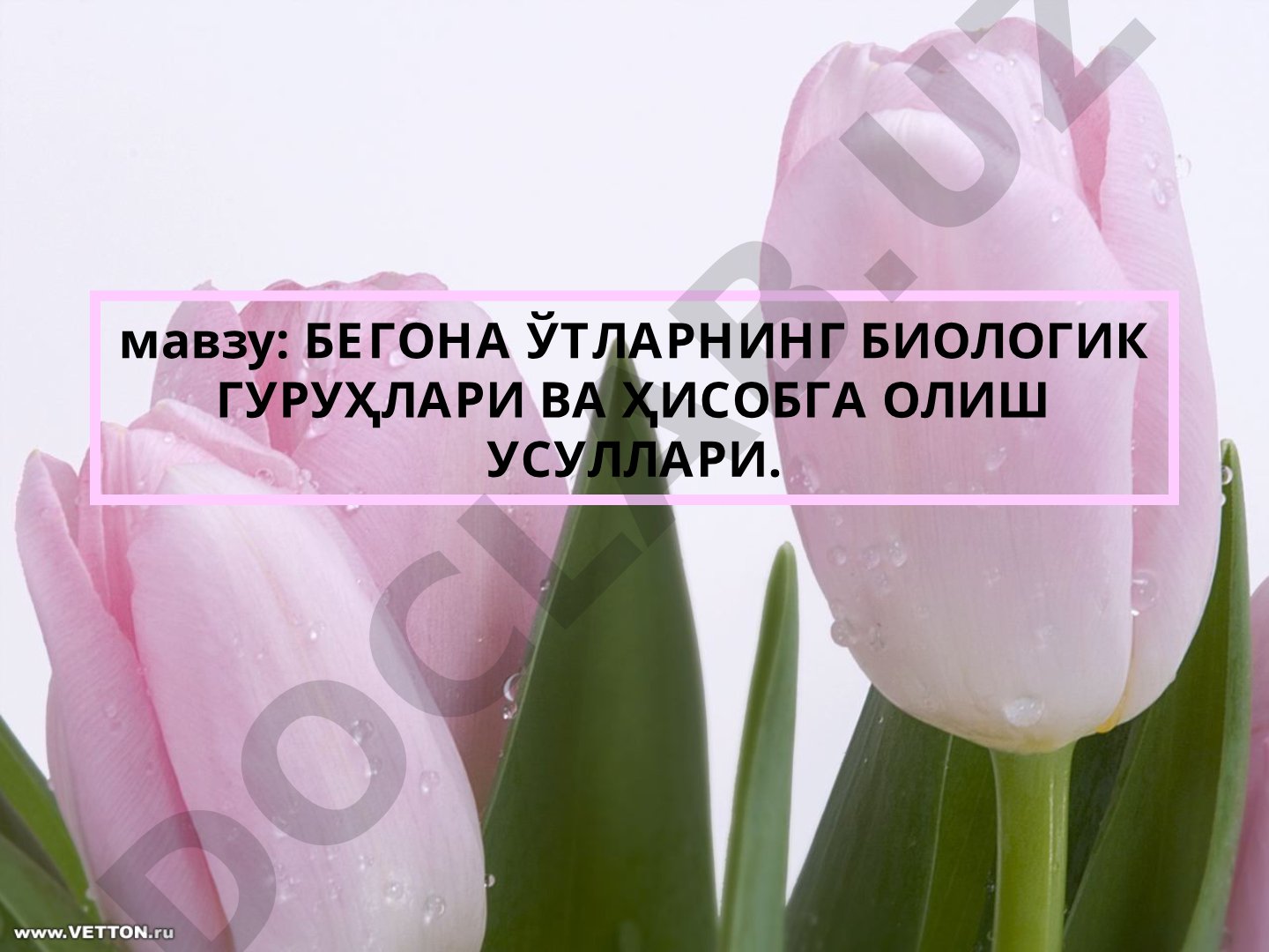 БЕГОНА ЎТЛАРНИНГ БИОЛОГИК ГРУҲЛАРИ ВА ҲИСОБГА ОЛИШ УСУЛЛАРИ