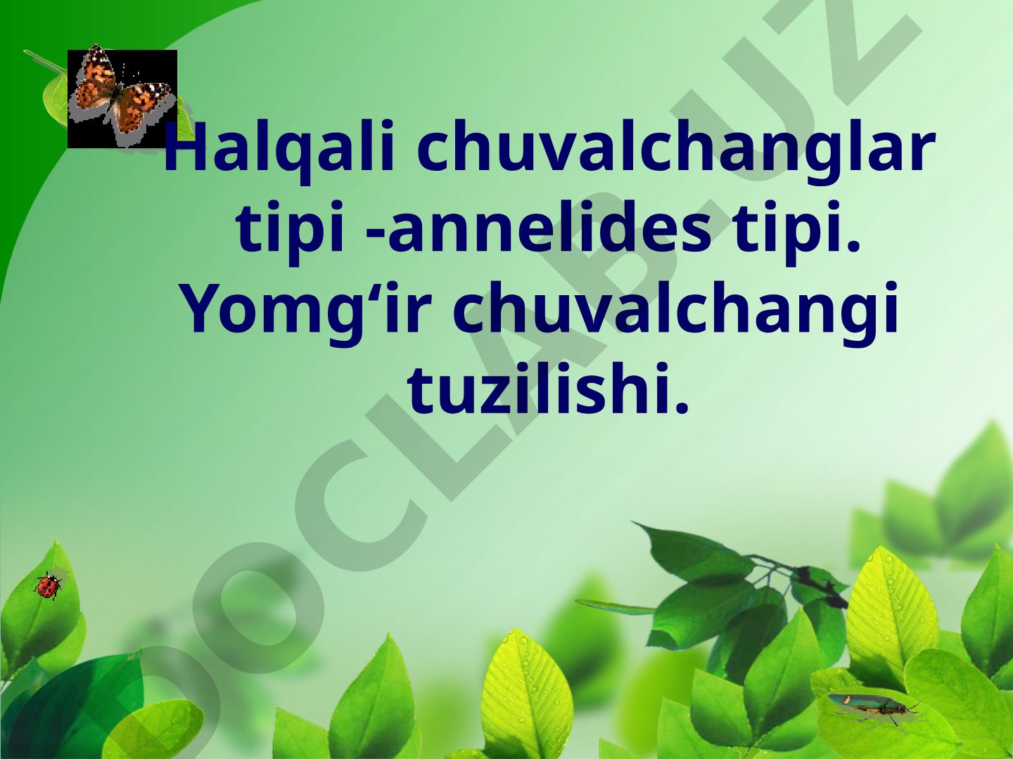 Yomg'ir chuvalchangining tuzilishi va yashash muhiti