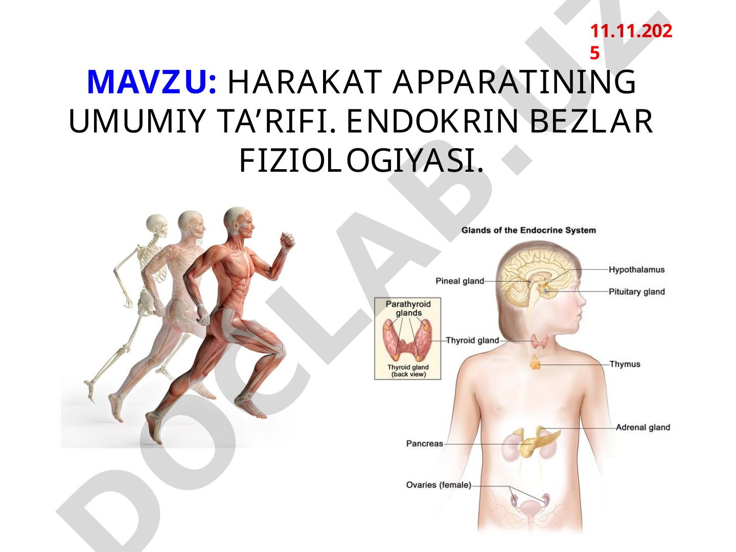 Harakat apparatining umumiy ta’rifi. Endokrin bezlar fiziologiyasi