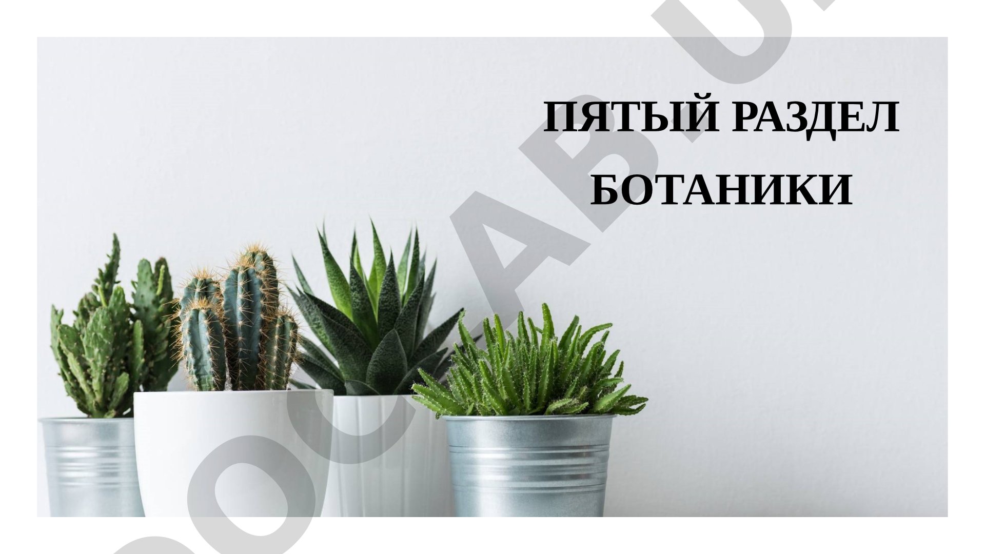 Класс двудольных растений и его основные семейства